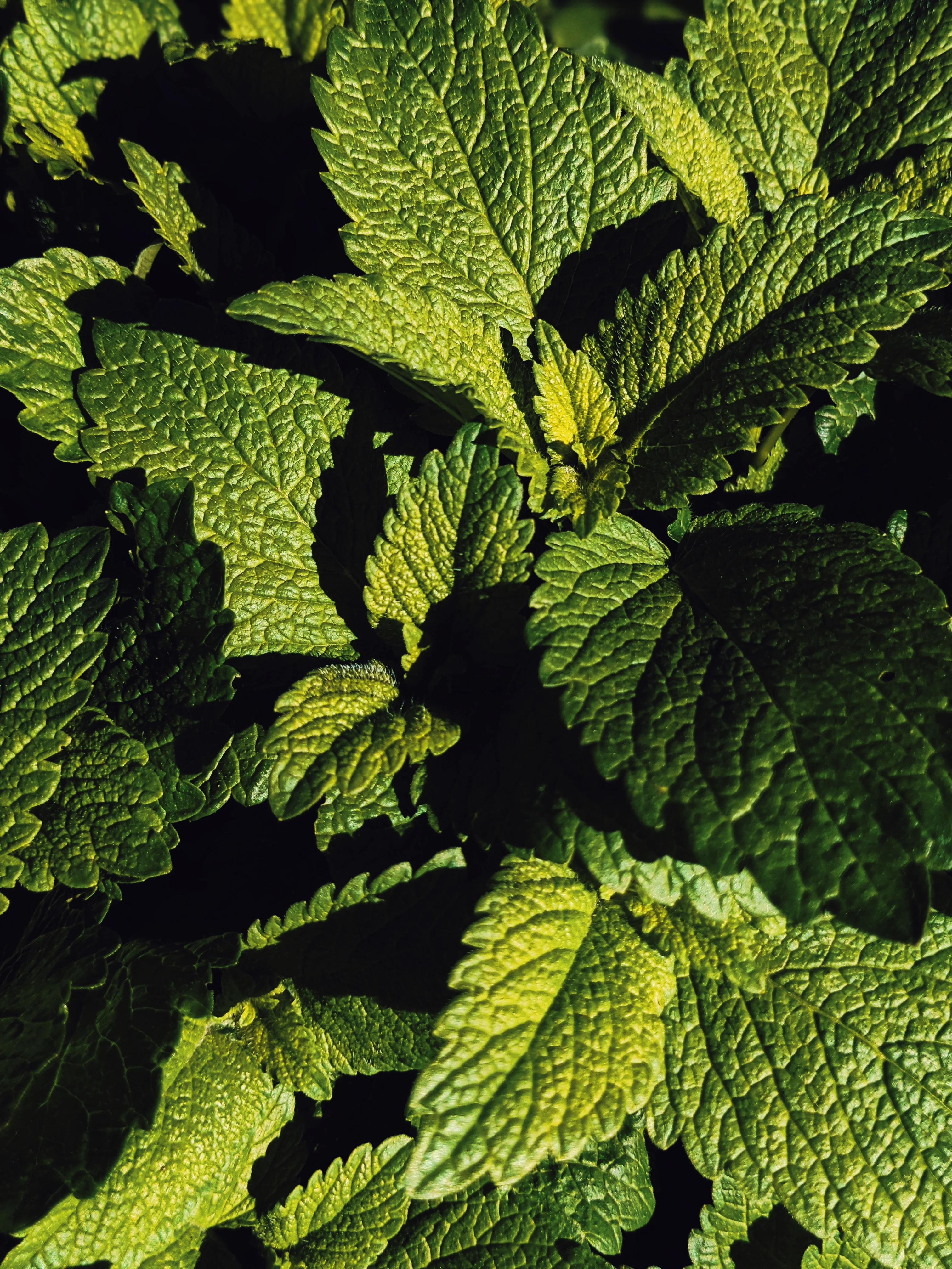 Grey. natural cologne. pine pitch, firmament resin and siberian musk. January 2021 - Image 3