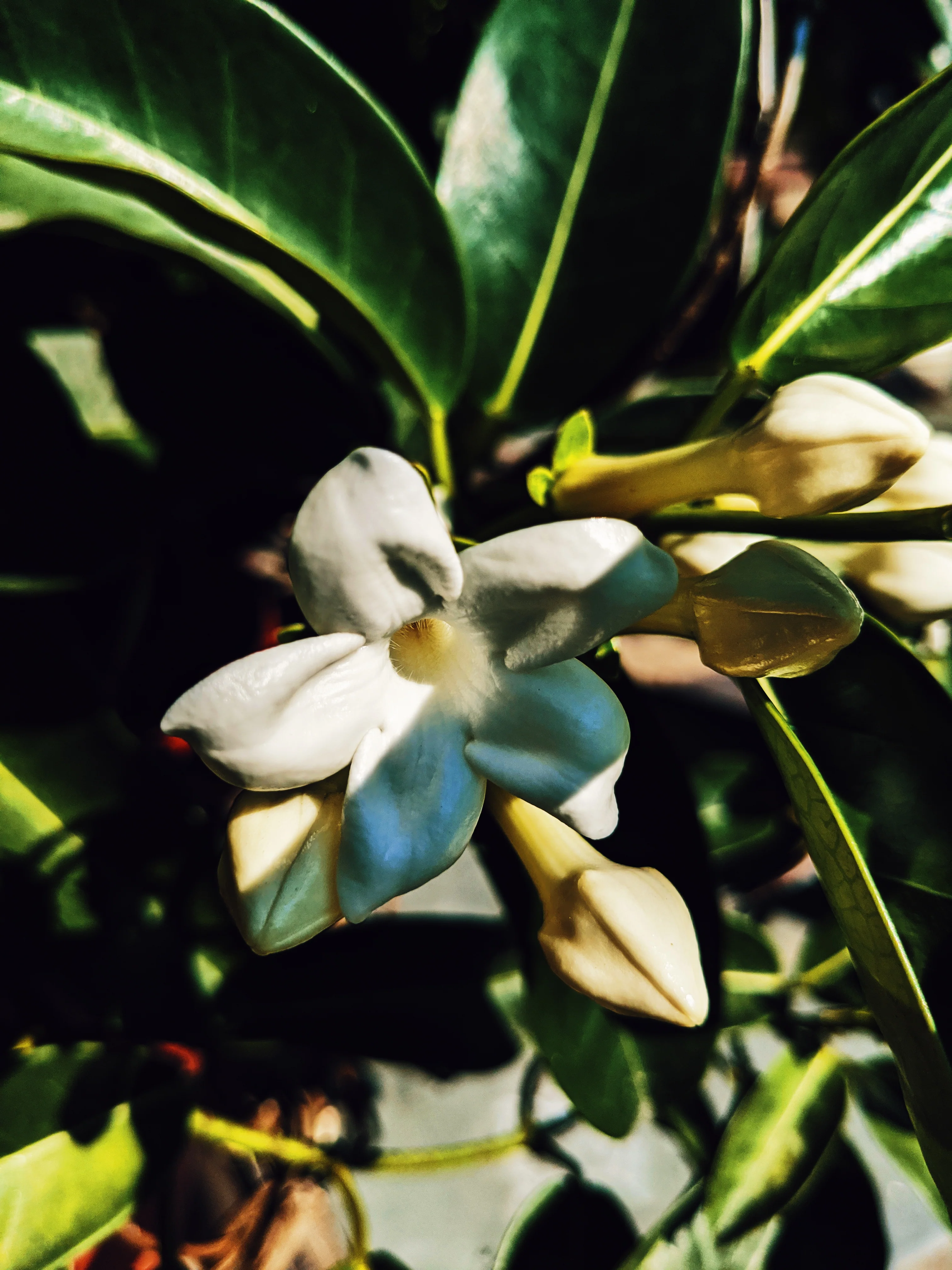 Hawaiian Wedding Flower. Madagascar Jasmine Enfleurage Extrait. Organic. - Image 10