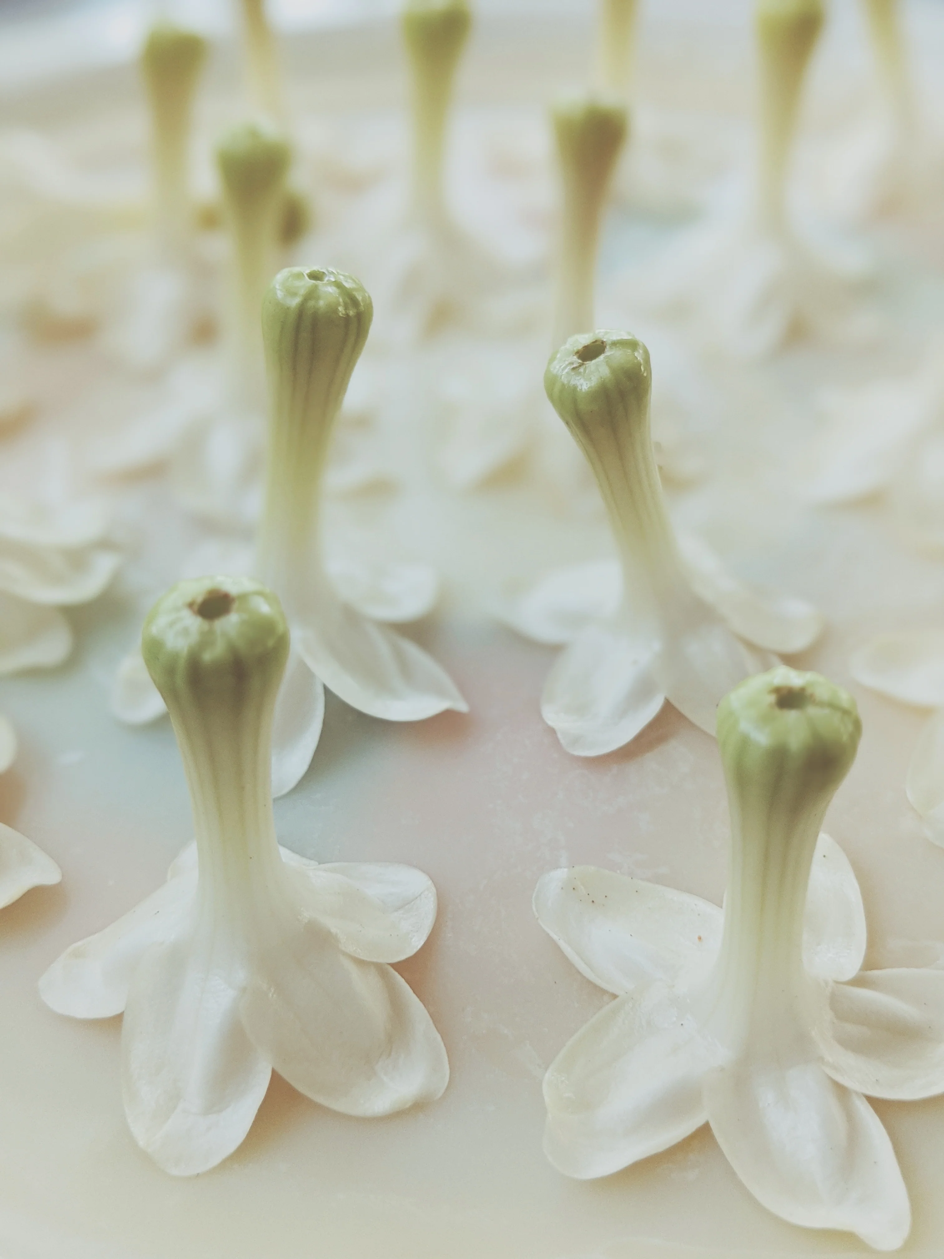 Hawaiian Wedding Flower. Madagascar Jasmine Enfleurage Extrait. Organic. - Image 11