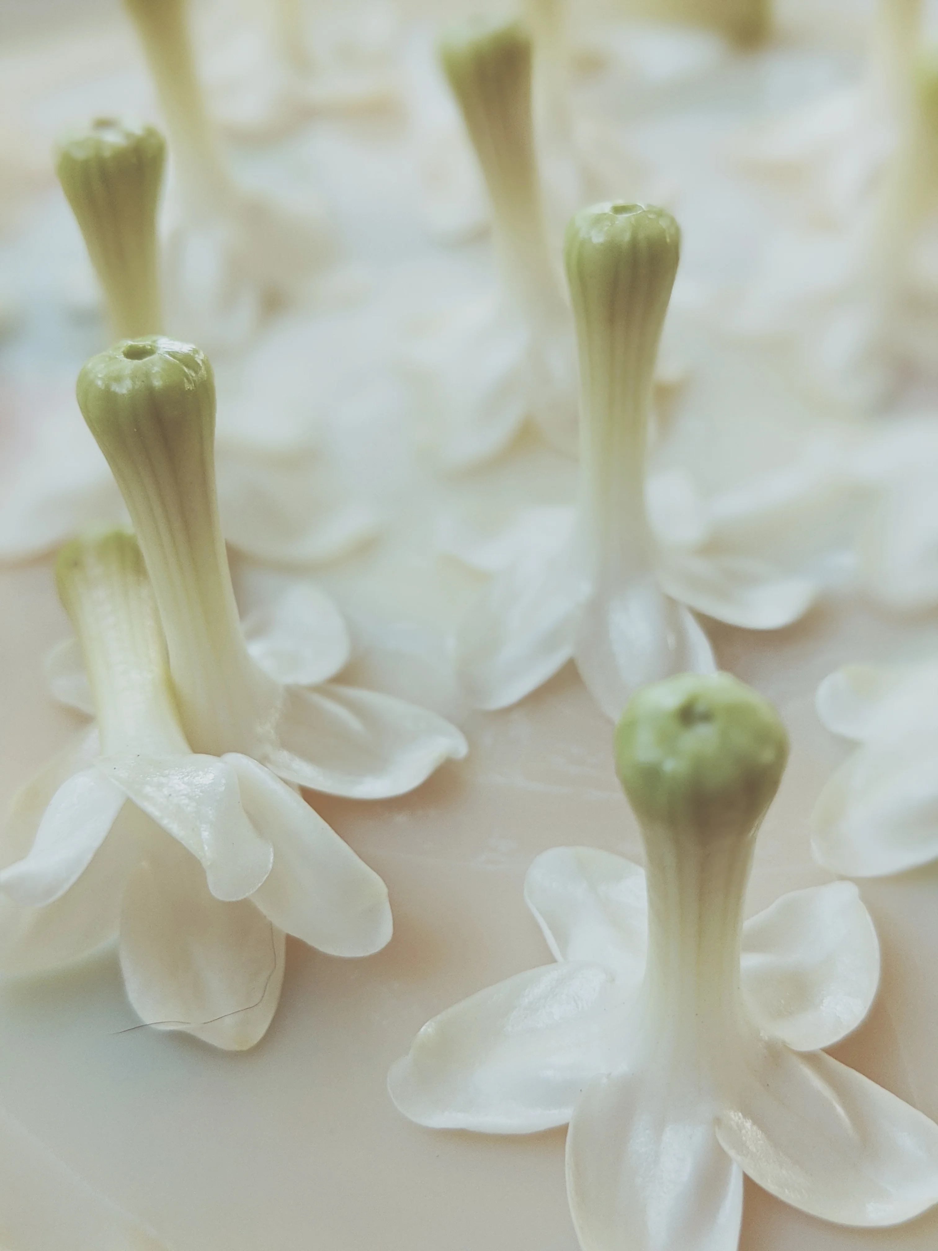 Hawaiian Wedding Flower. Madagascar Jasmine Enfleurage Extrait. Organic. - Image 14