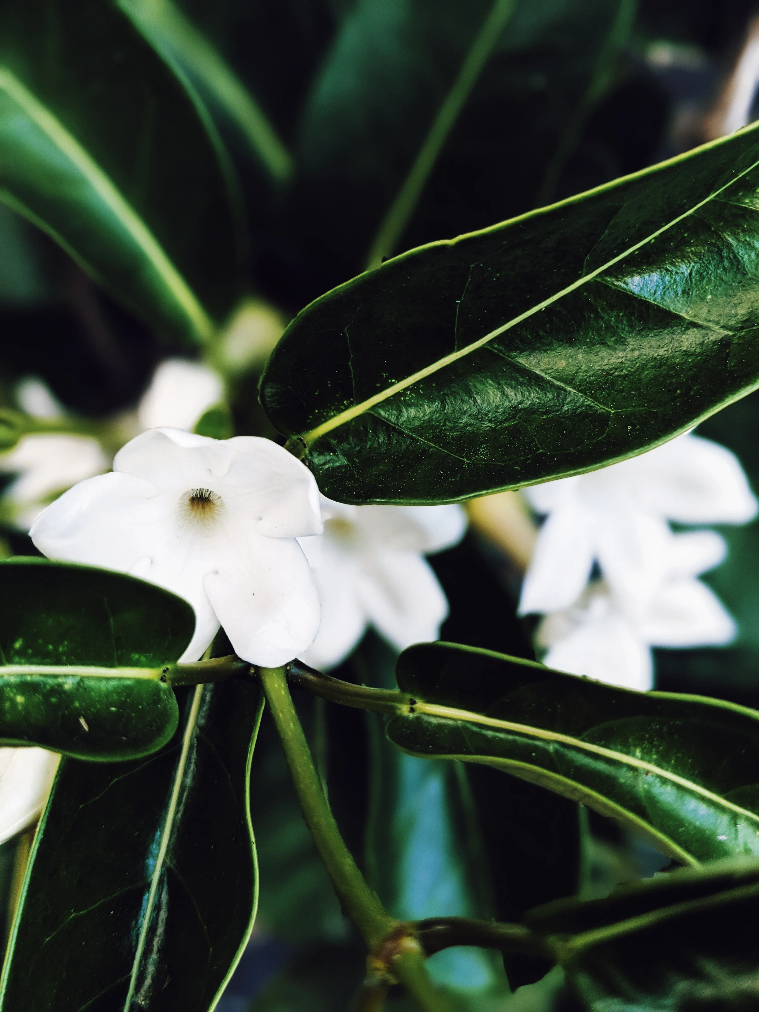 Hawaiian Wedding Flower. Madagascar Jasmine Enfleurage Extrait. Organic. - Image 15