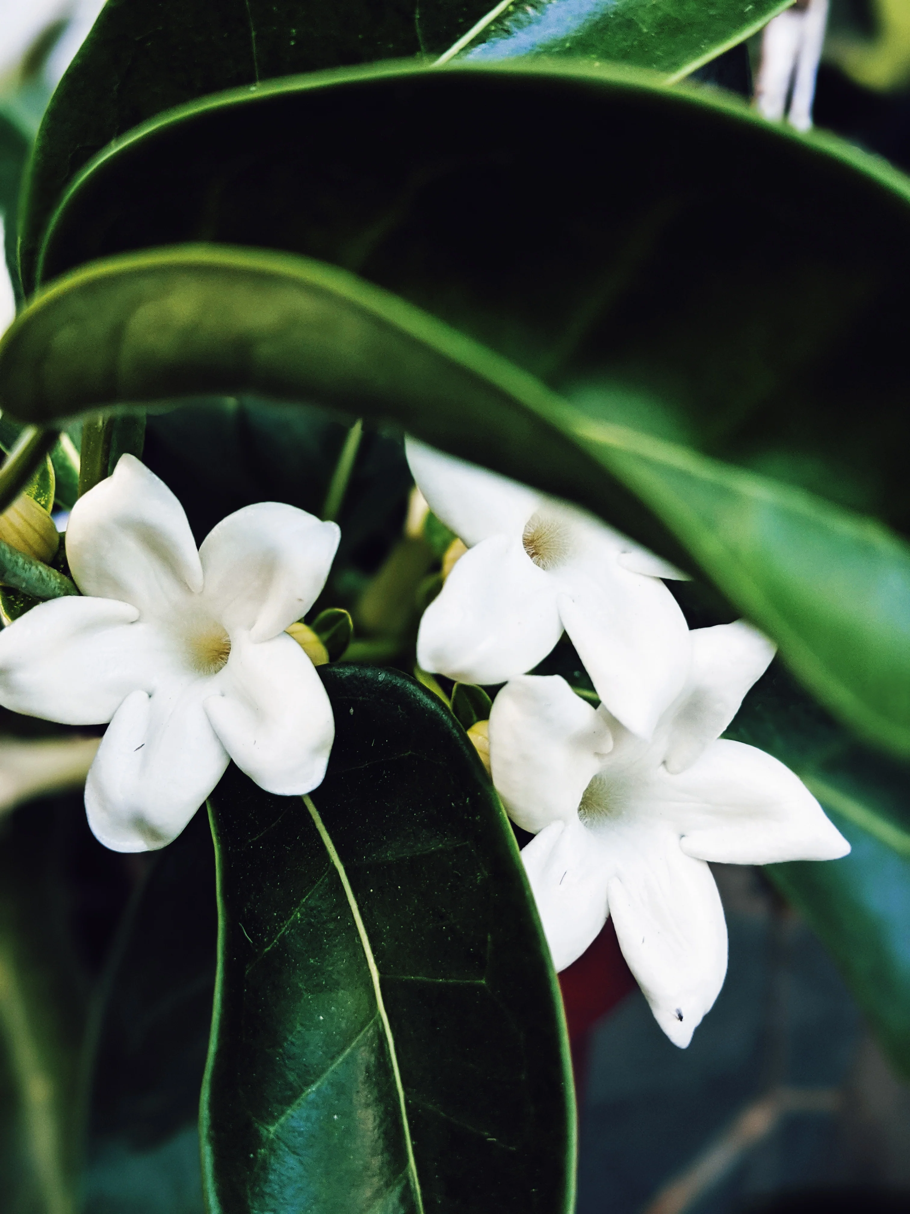 Hawaiian Wedding Flower. Madagascar Jasmine Enfleurage Extrait. Organic. - Image 16