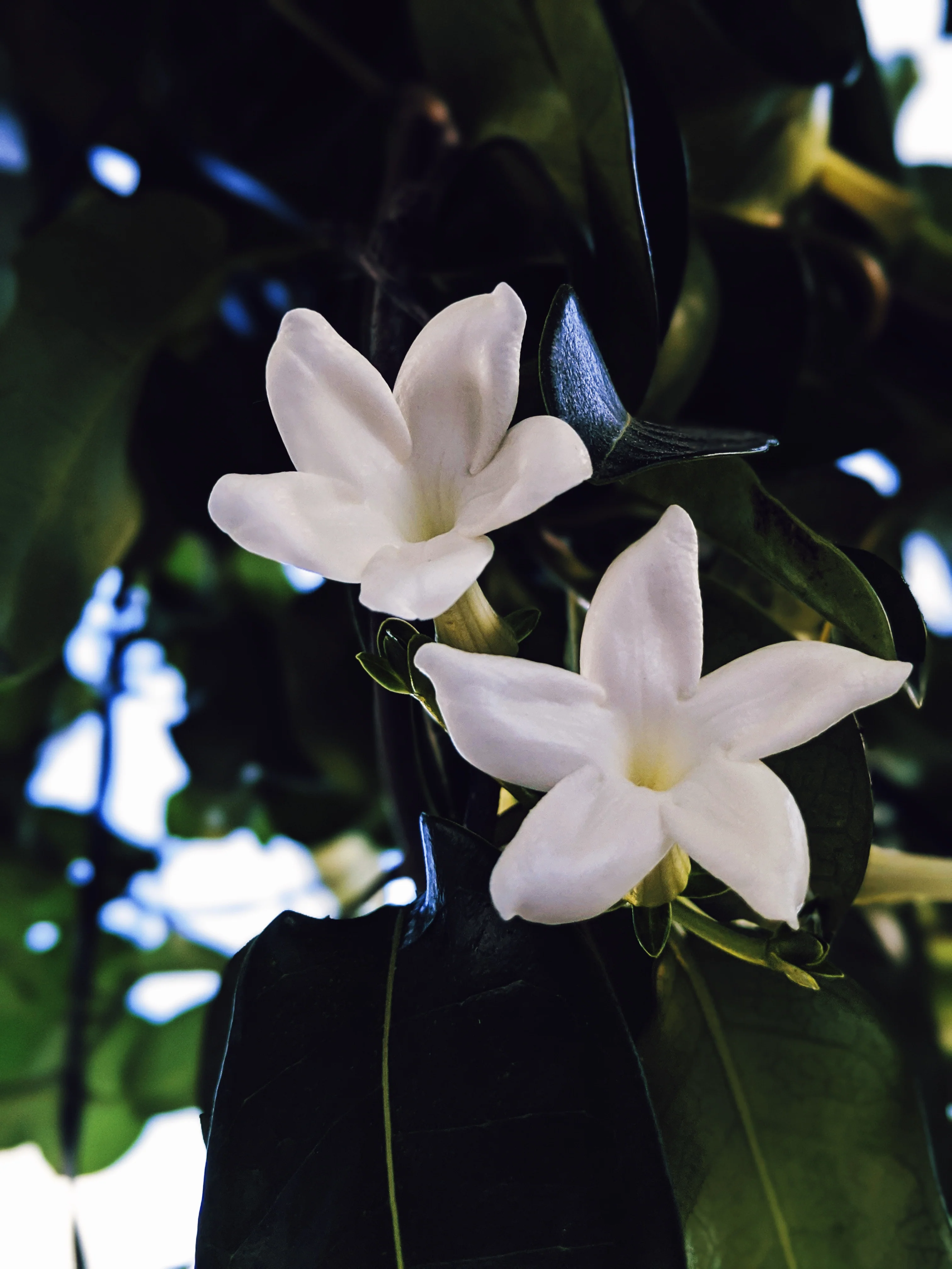 Hawaiian Wedding Flower. Madagascar Jasmine Enfleurage Extrait. Organic. - Image 17