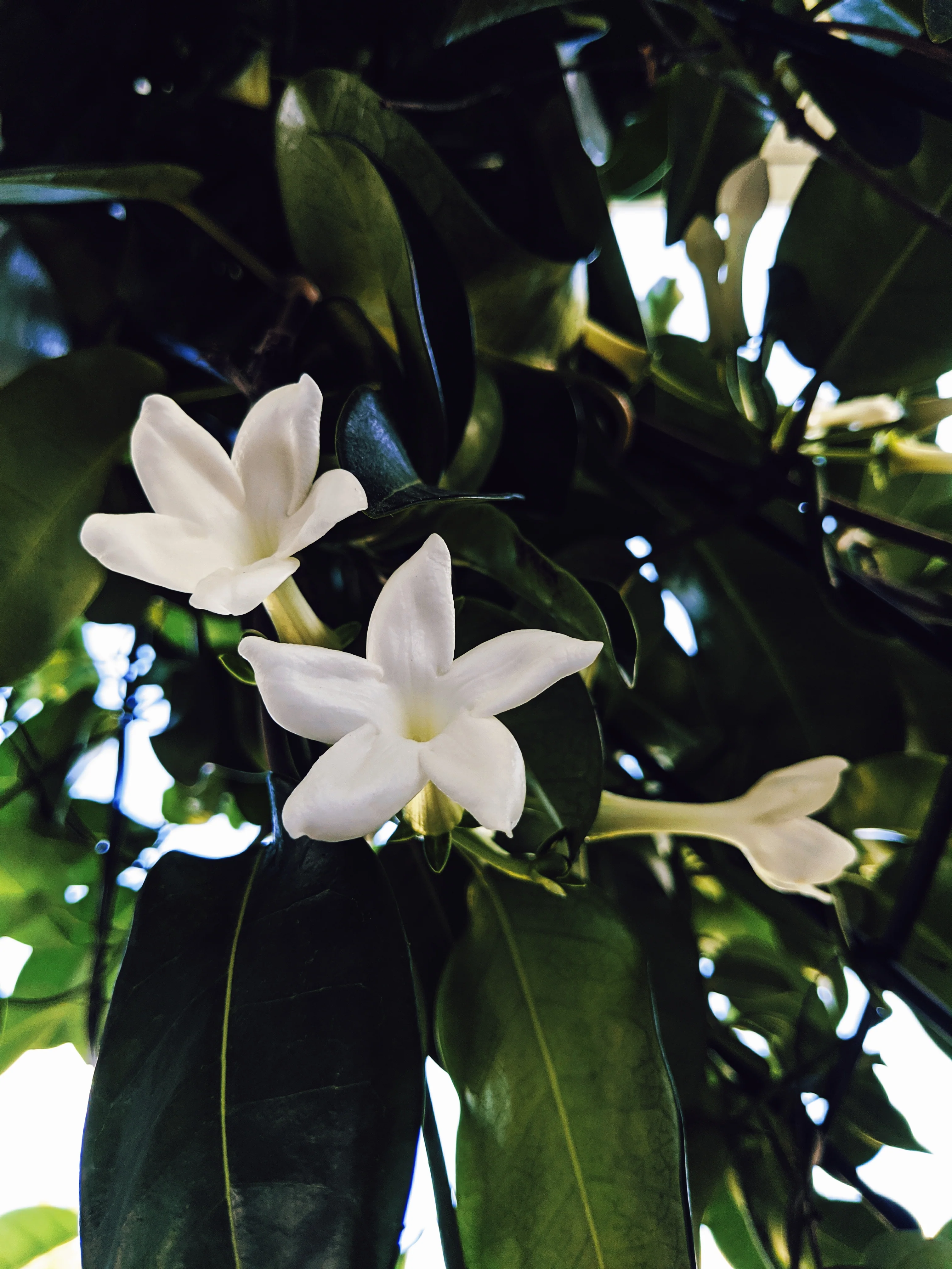 Hawaiian Wedding Flower. Madagascar Jasmine Enfleurage Extrait. Organic. - Image 18