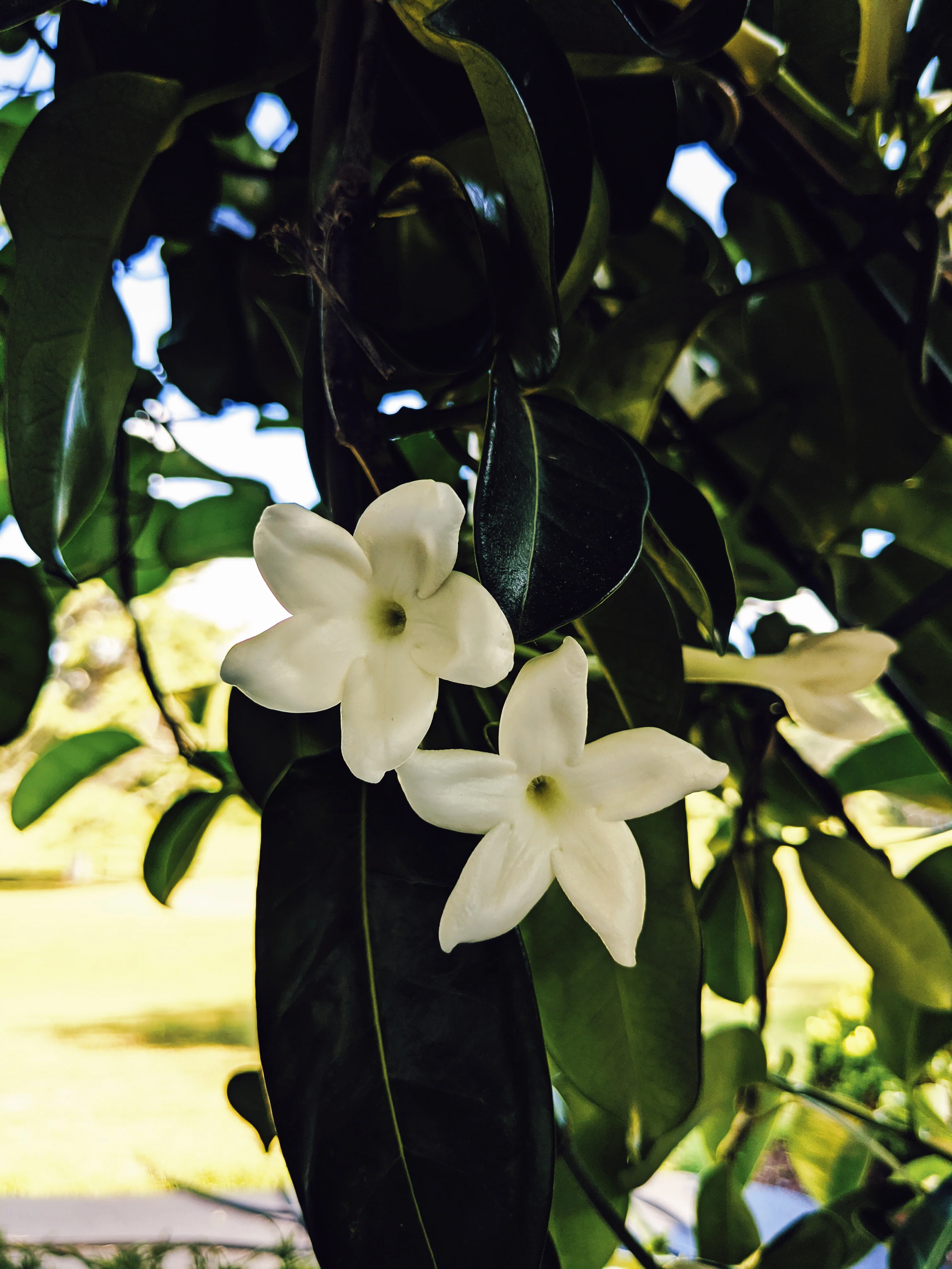 Hawaiian Wedding Flower. Madagascar Jasmine Enfleurage Extrait. Organic. - Image 19