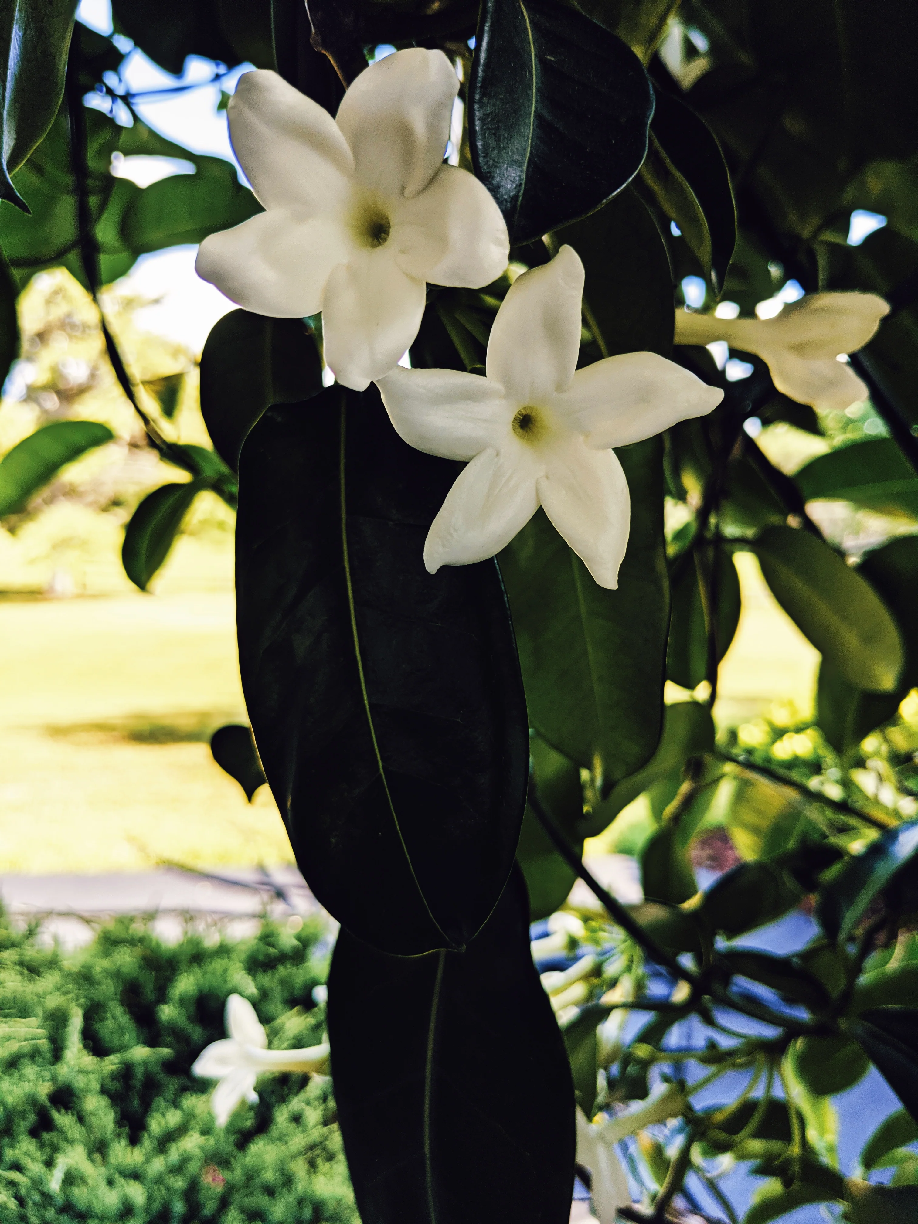 Hawaiian Wedding Flower. Madagascar Jasmine Enfleurage Extrait. Organic. - Image 20