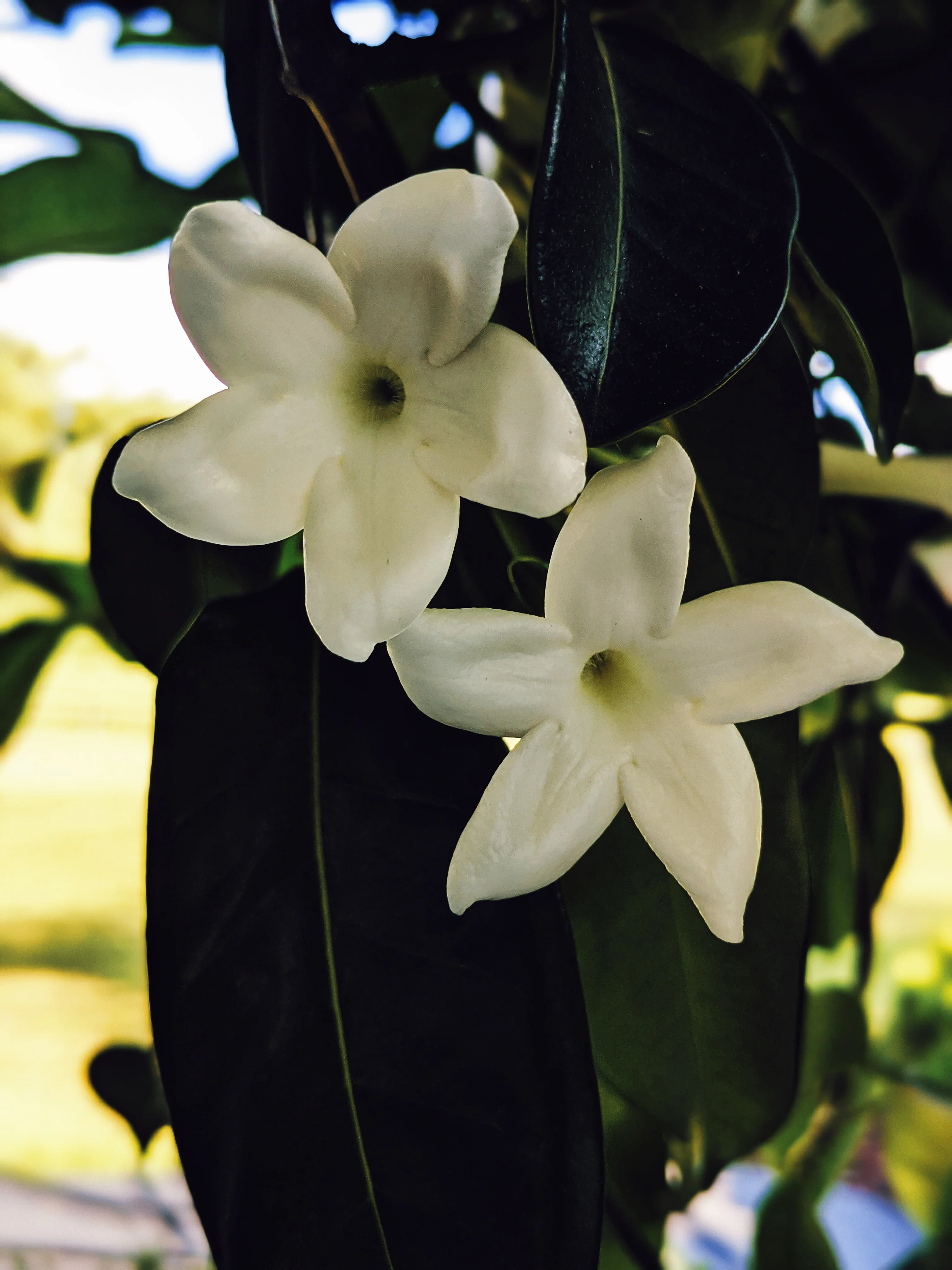 Hawaiian Wedding Flower. Madagascar Jasmine Enfleurage Extrait. Organic. - Image 21