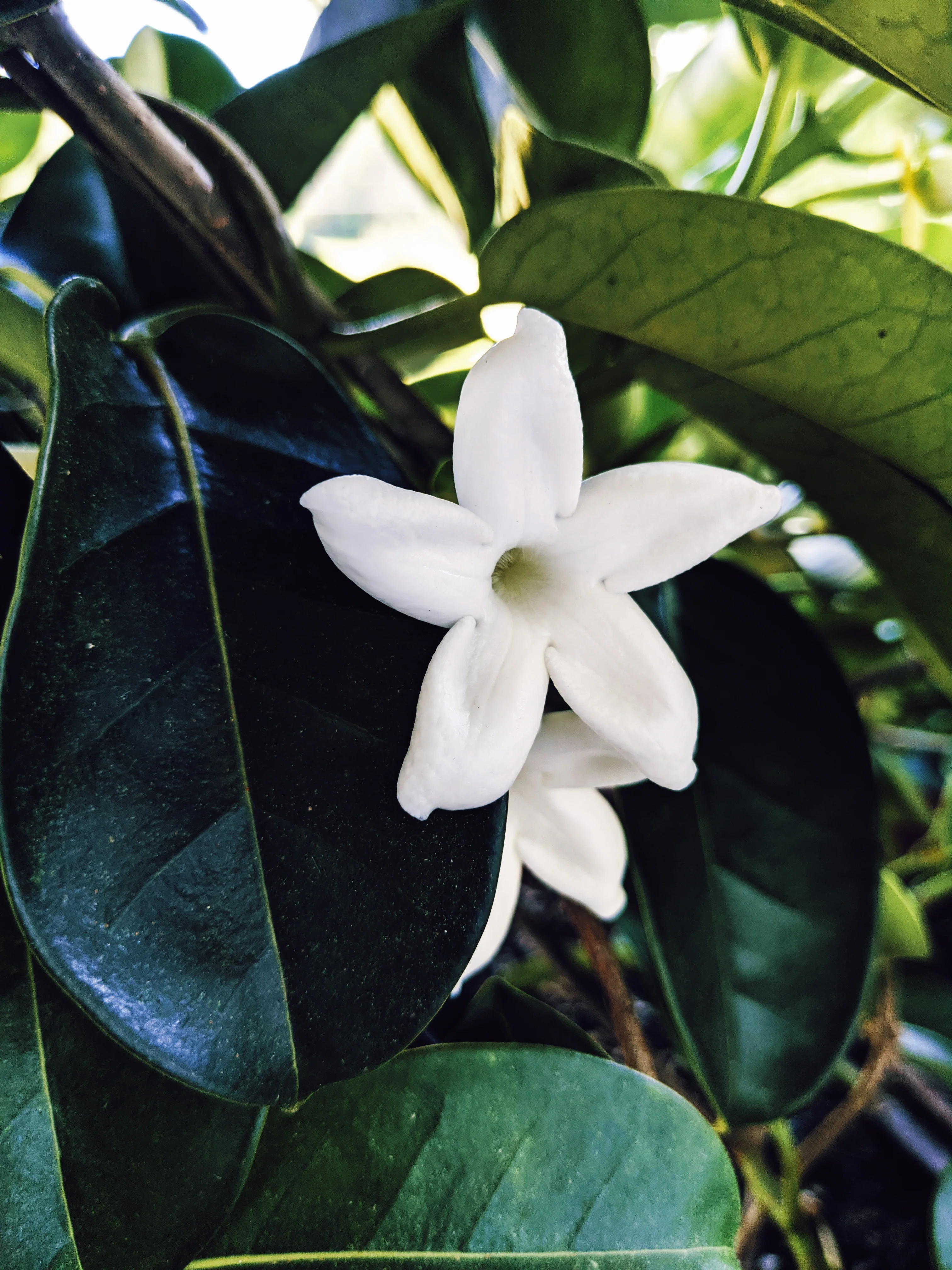 Hawaiian Wedding Flower. Madagascar Jasmine Enfleurage Extrait. Organic. - Image 22