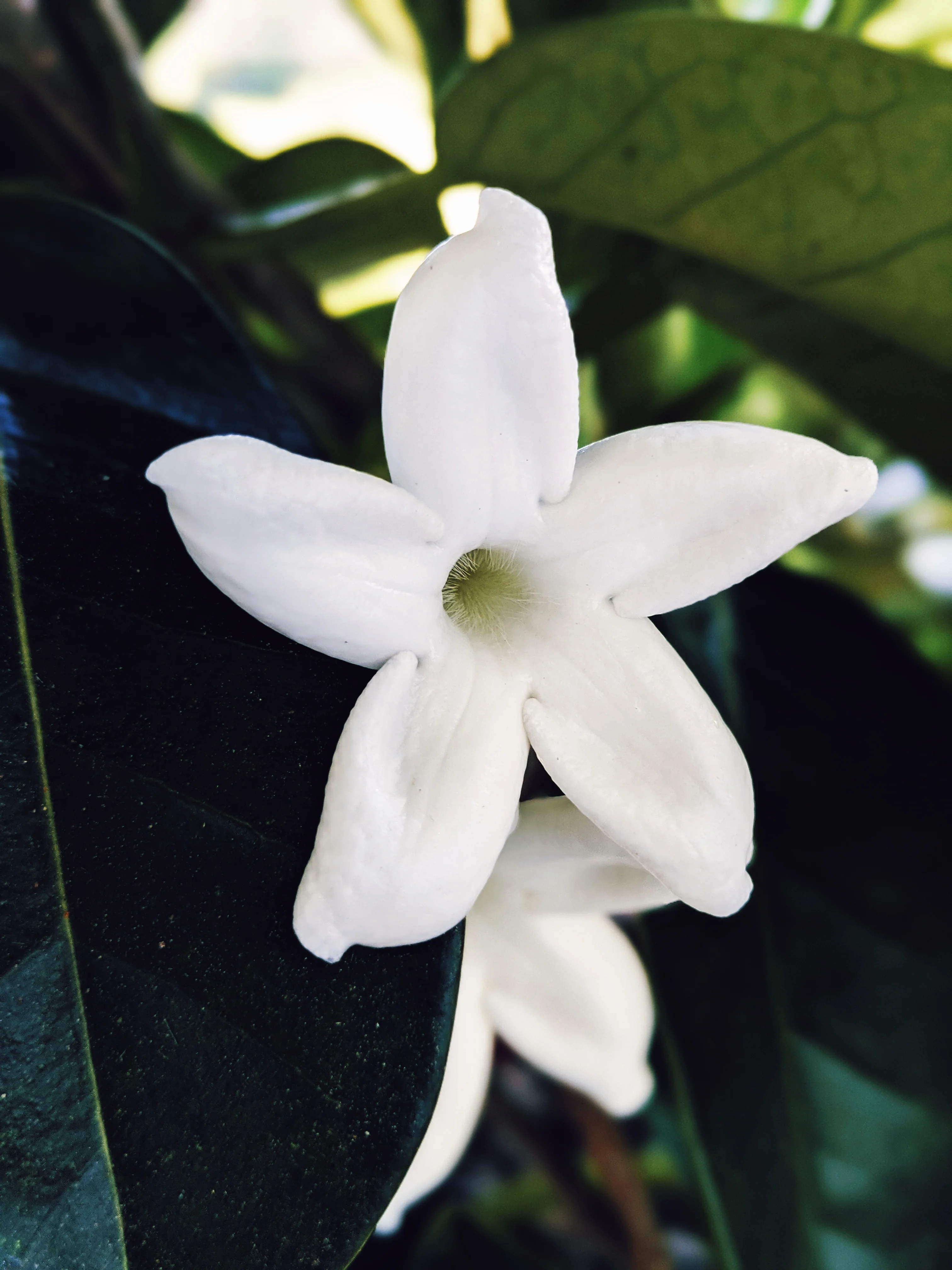 Hawaiian Wedding Flower. Madagascar Jasmine Enfleurage Extrait. Organic. - Image 23
