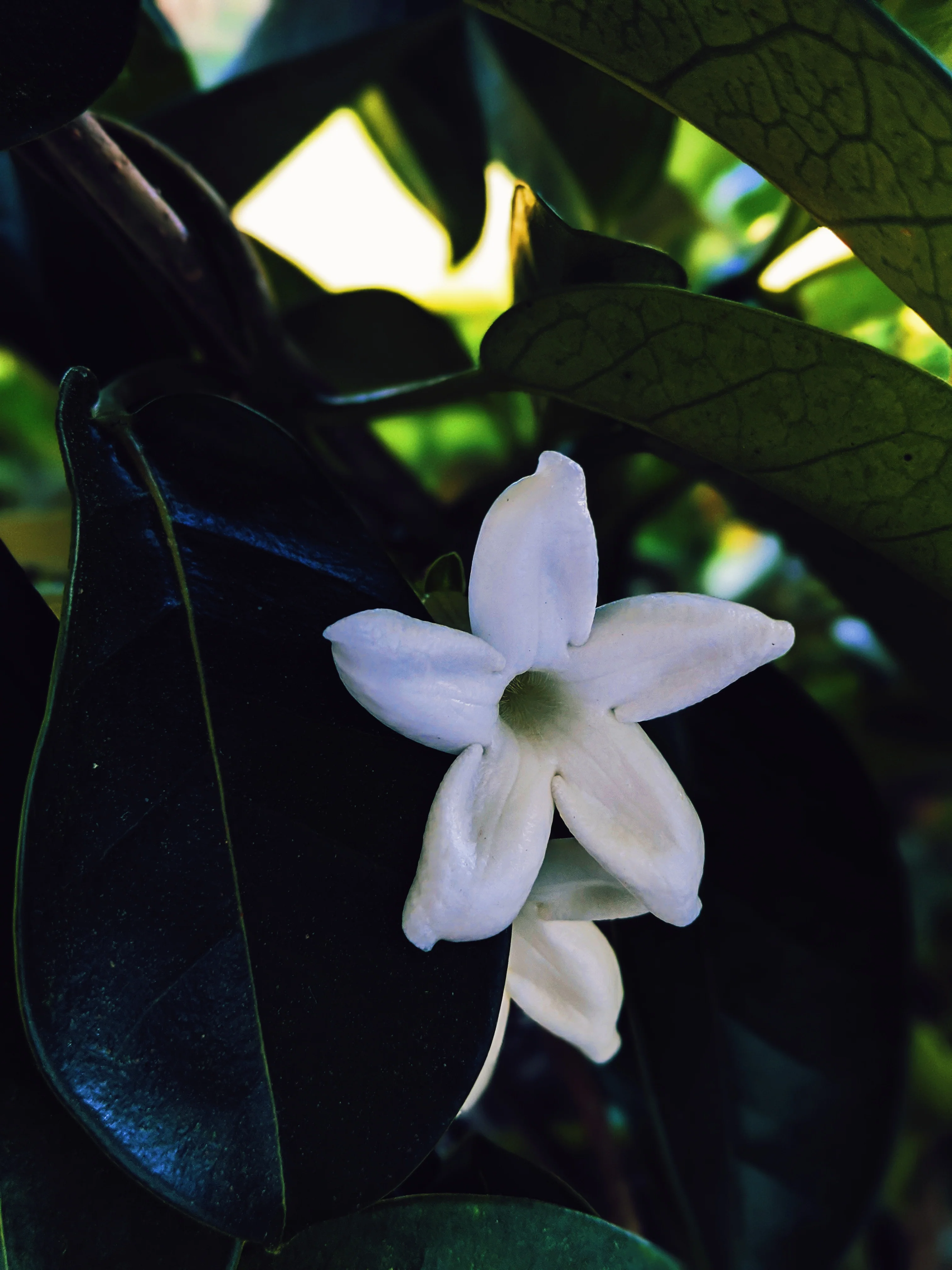 Hawaiian Wedding Flower. Madagascar Jasmine Enfleurage Extrait. Organic. - Image 24