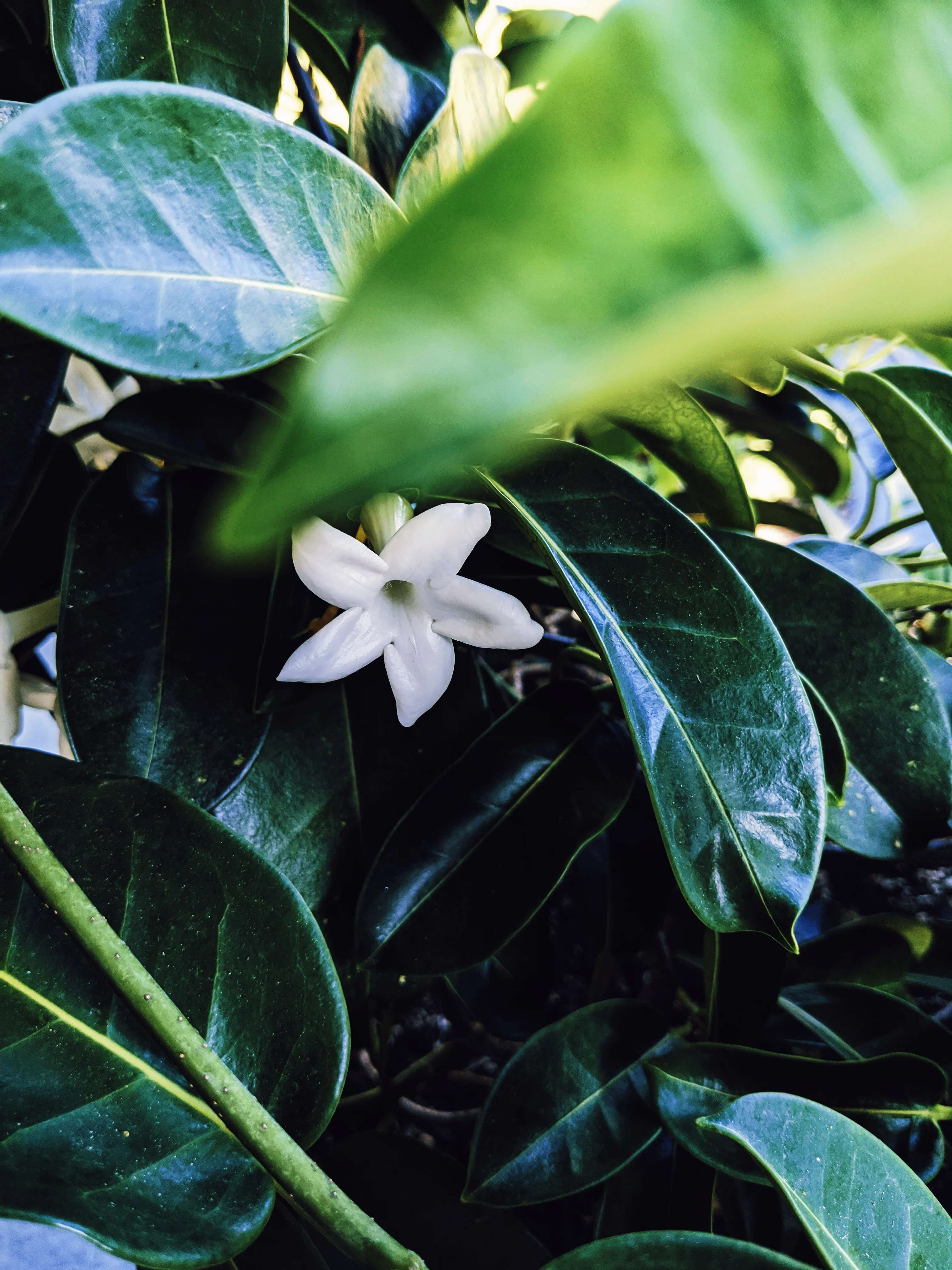 Hawaiian Wedding Flower. Madagascar Jasmine Enfleurage Extrait. Organic. - Image 25