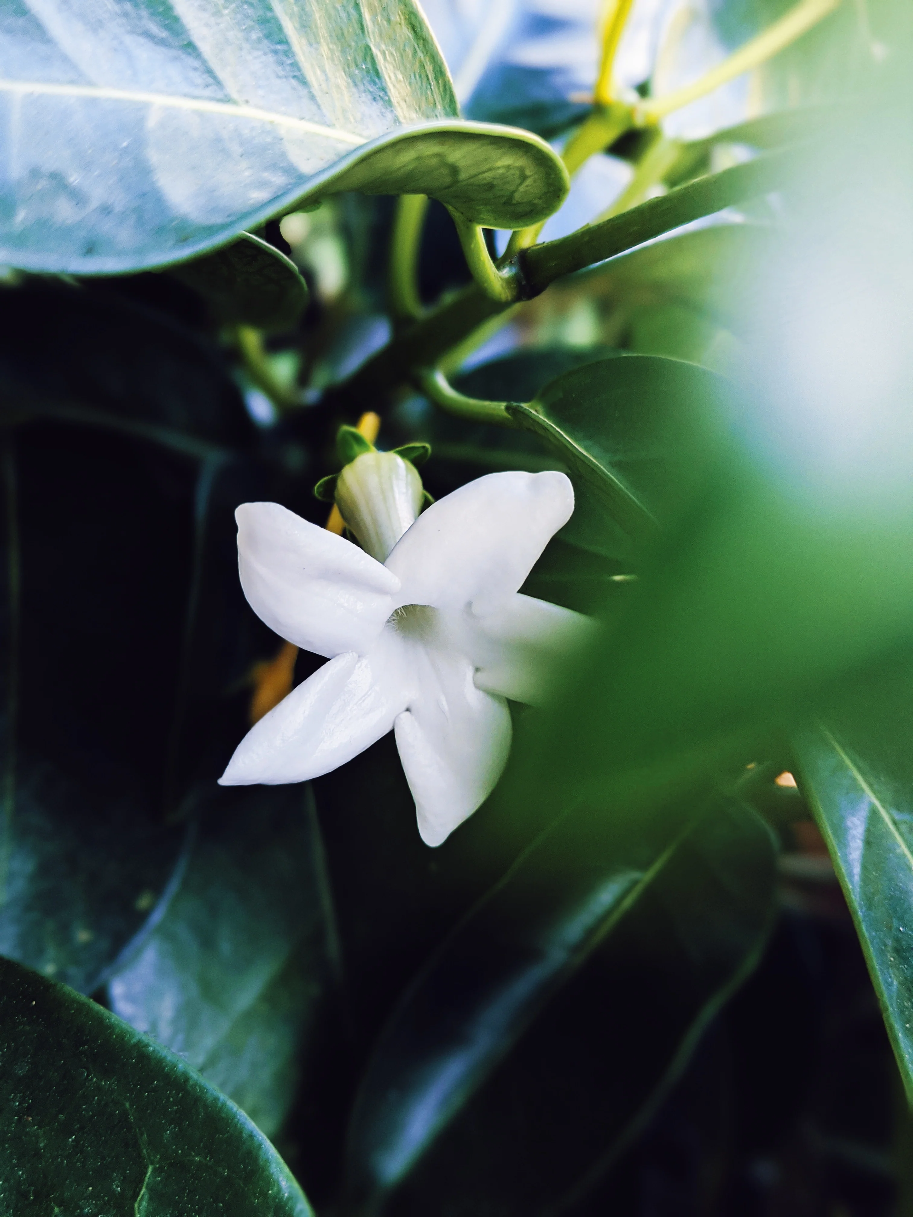 Hawaiian Wedding Flower. Madagascar Jasmine Enfleurage Extrait. Organic. - Image 26