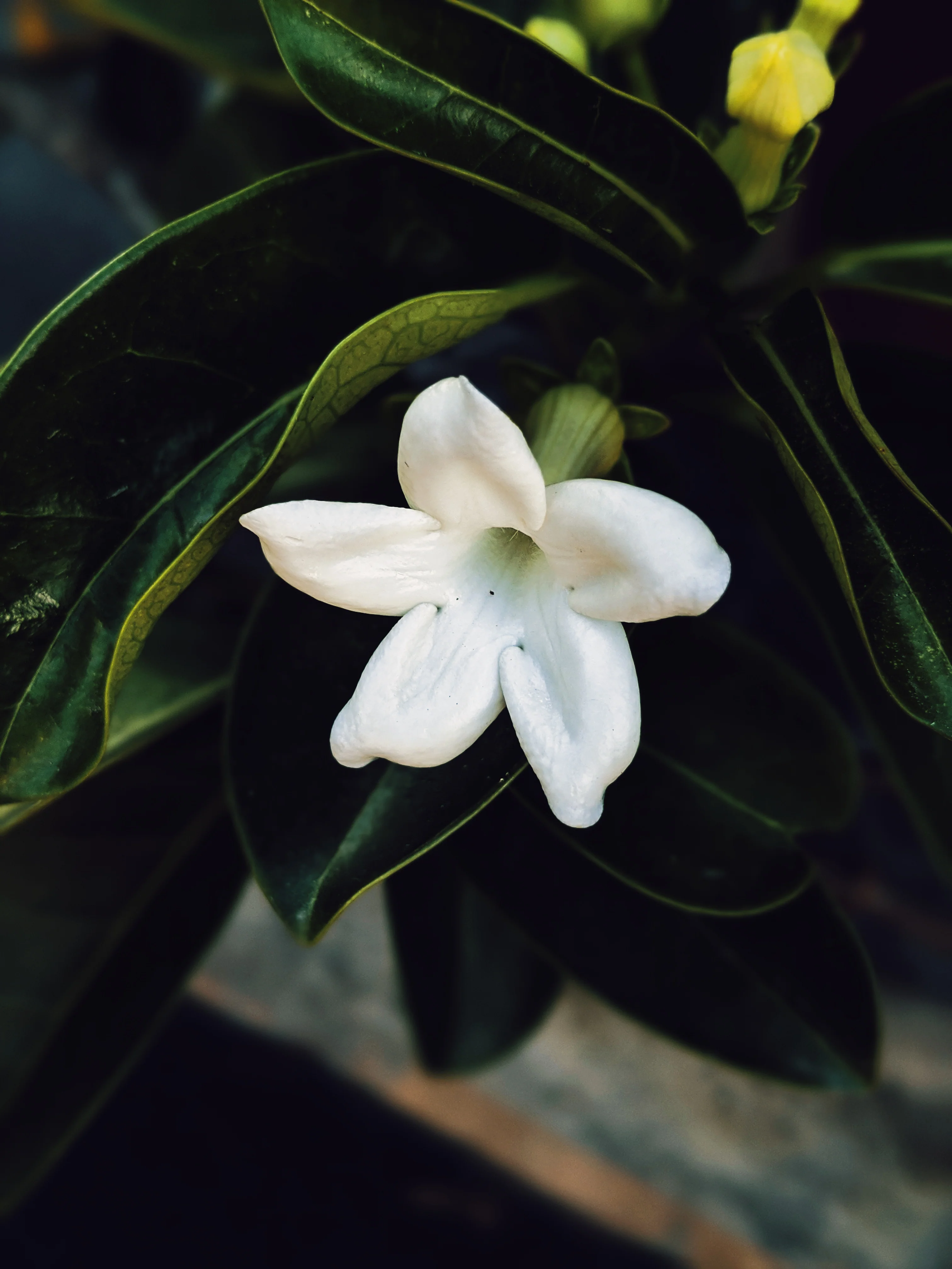Hawaiian Wedding Flower. Madagascar Jasmine Enfleurage Extrait. Organic. - Image 27
