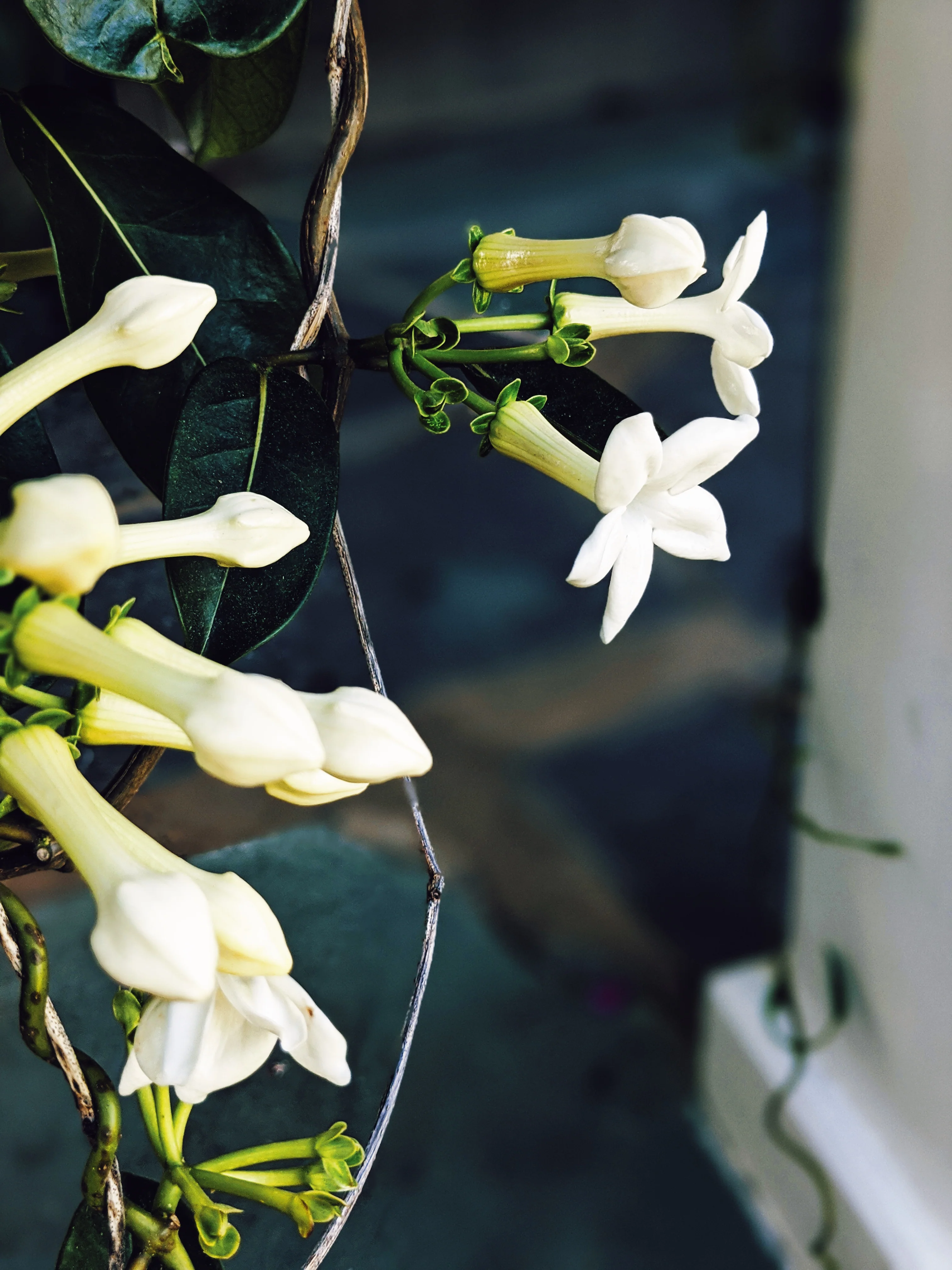 Hawaiian Wedding Flower. Madagascar Jasmine Enfleurage Extrait. Organic. - Image 28