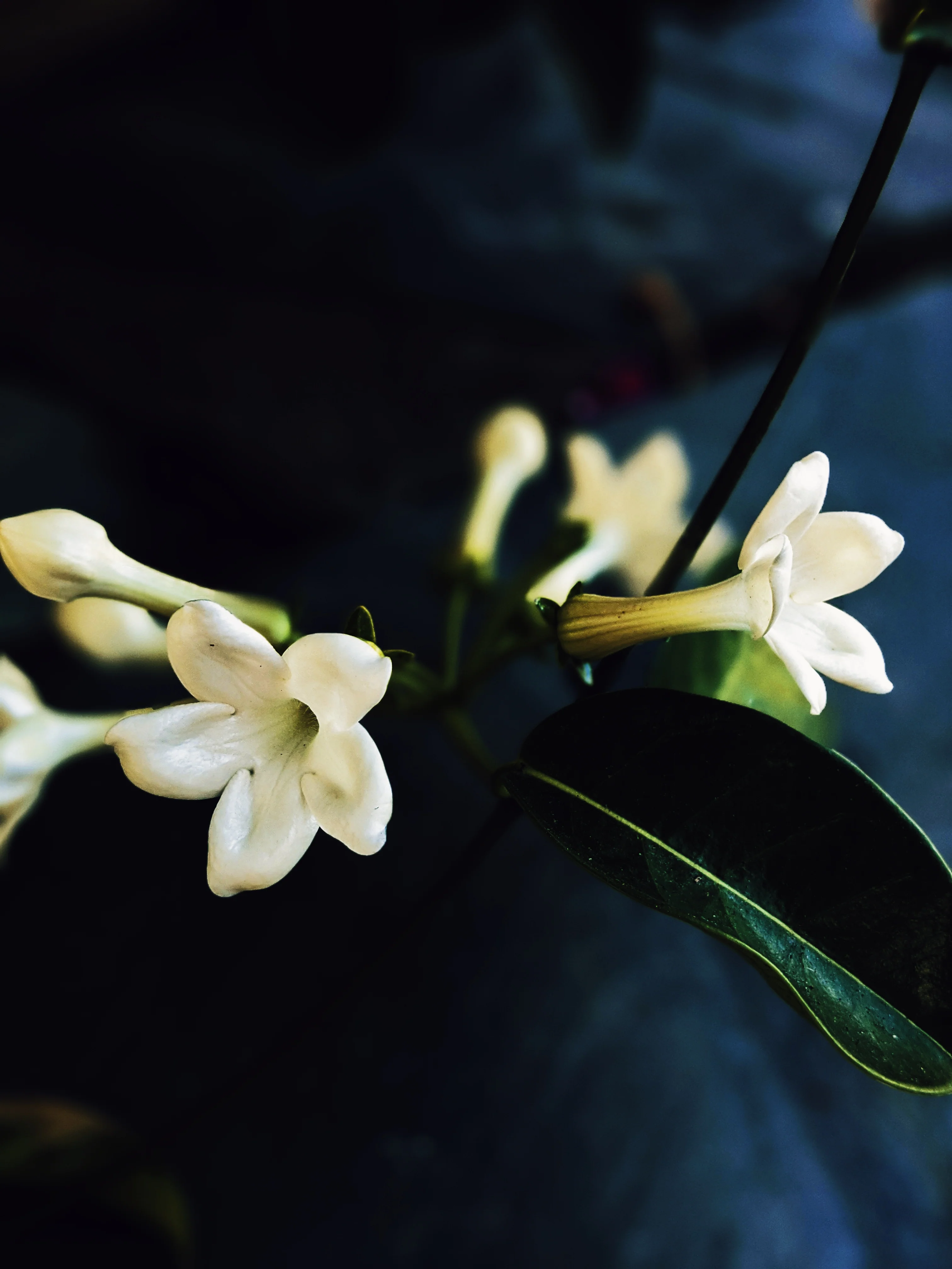Hawaiian Wedding Flower. Madagascar Jasmine Enfleurage Extrait. Organic. - Image 29
