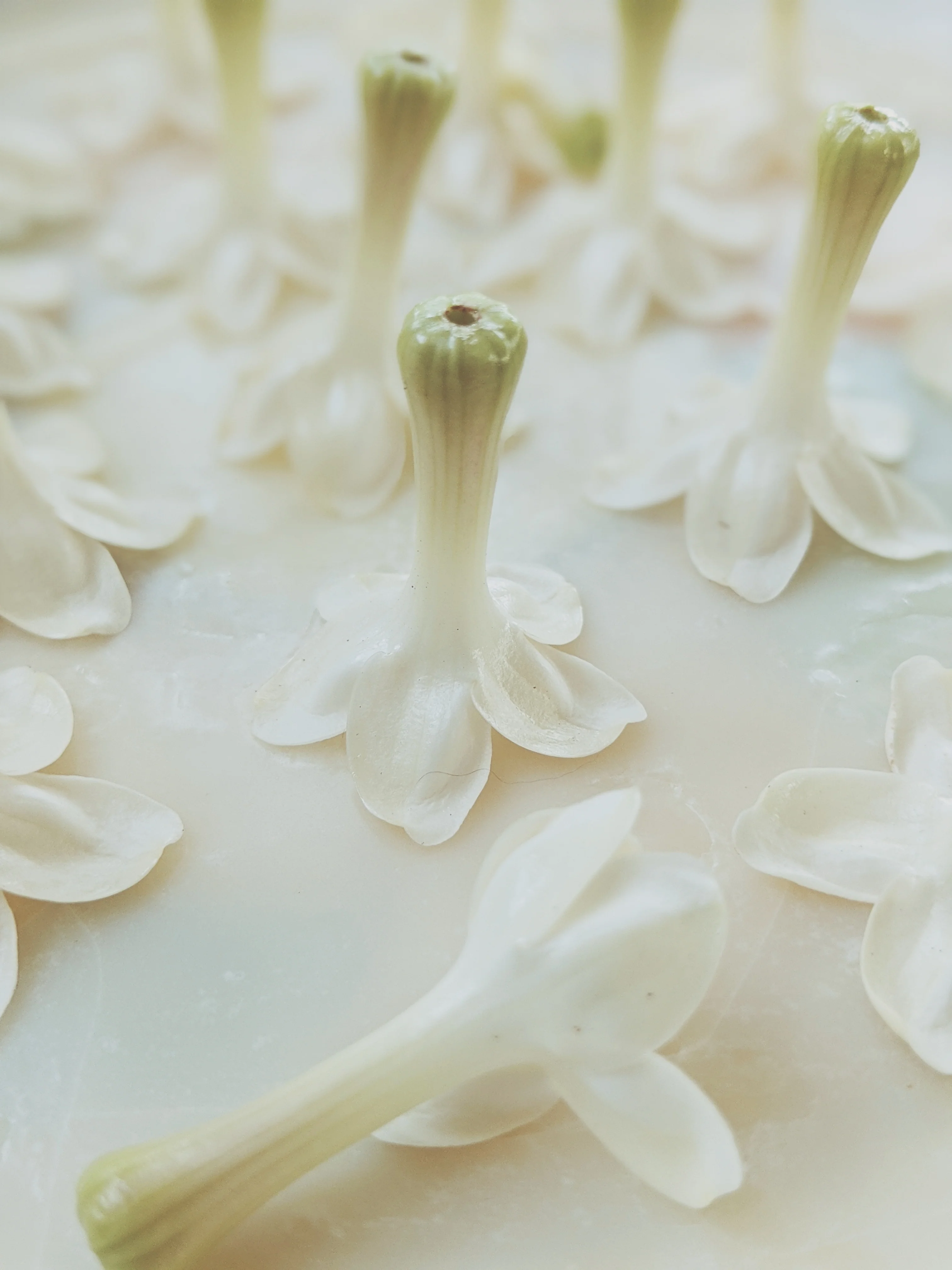 Hawaiian Wedding Flower. Madagascar Jasmine Enfleurage Extrait. Organic. - Image 3