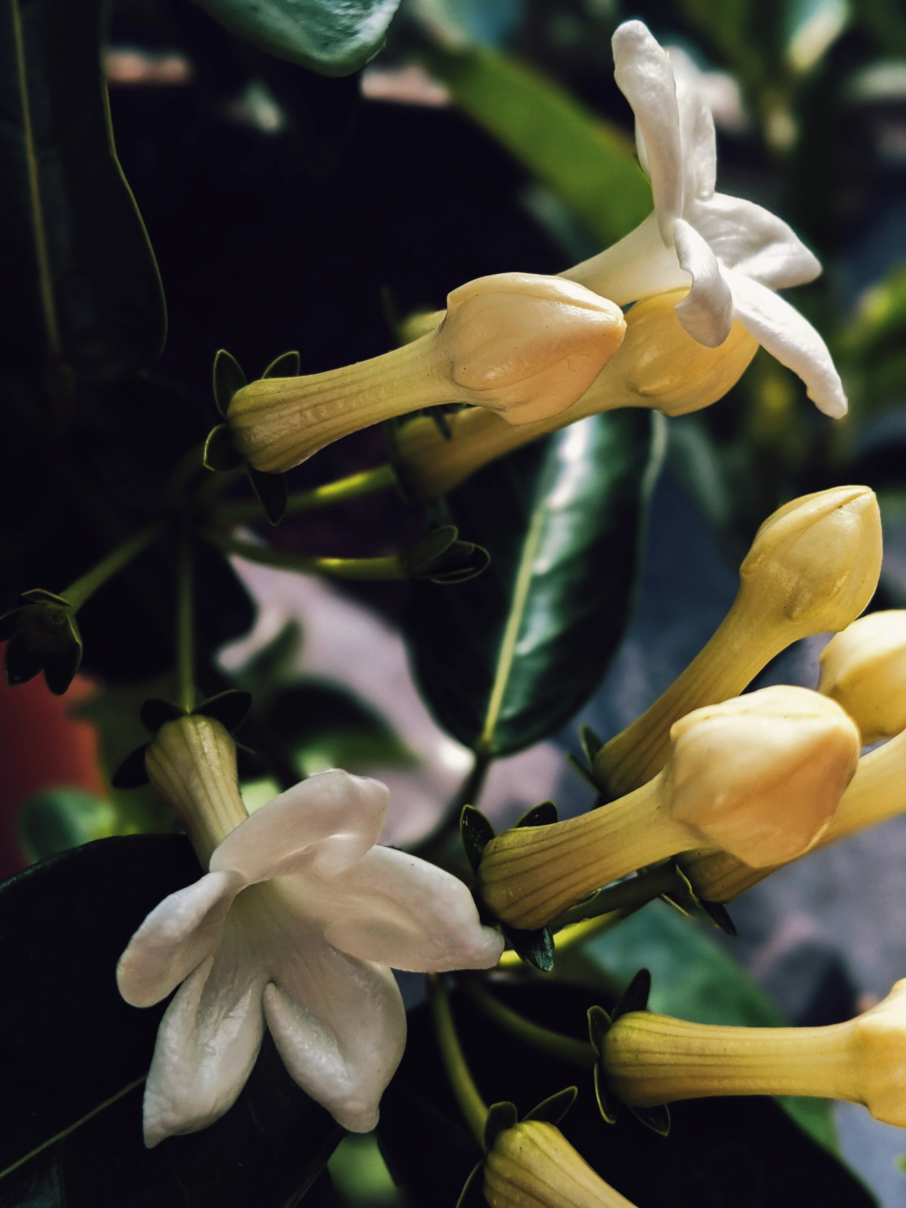 Hawaiian Wedding Flower. Madagascar Jasmine Enfleurage Extrait. Organic. - Image 4