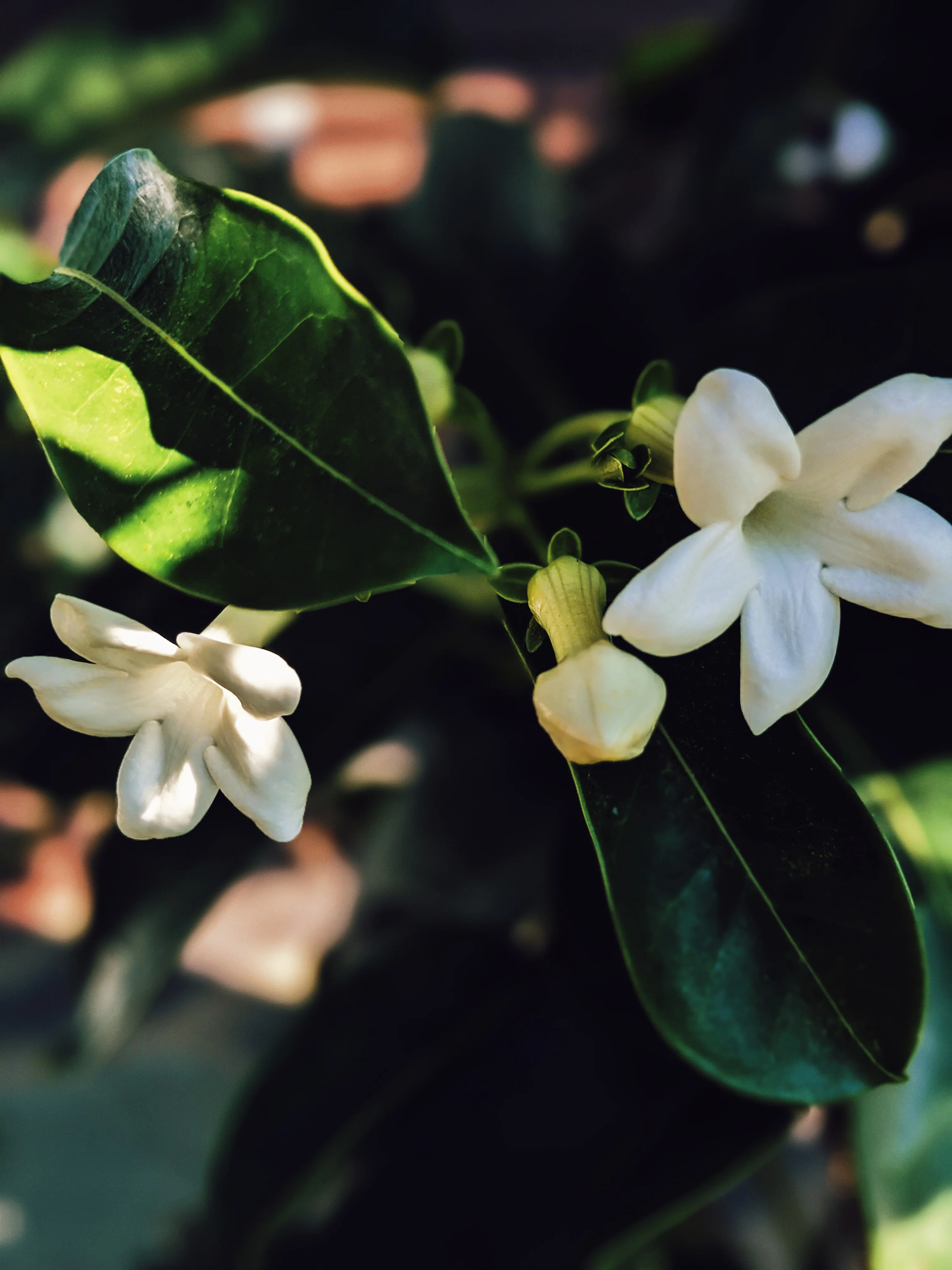 Hawaiian Wedding Flower. Madagascar Jasmine Enfleurage Extrait. Organic. - Image 5