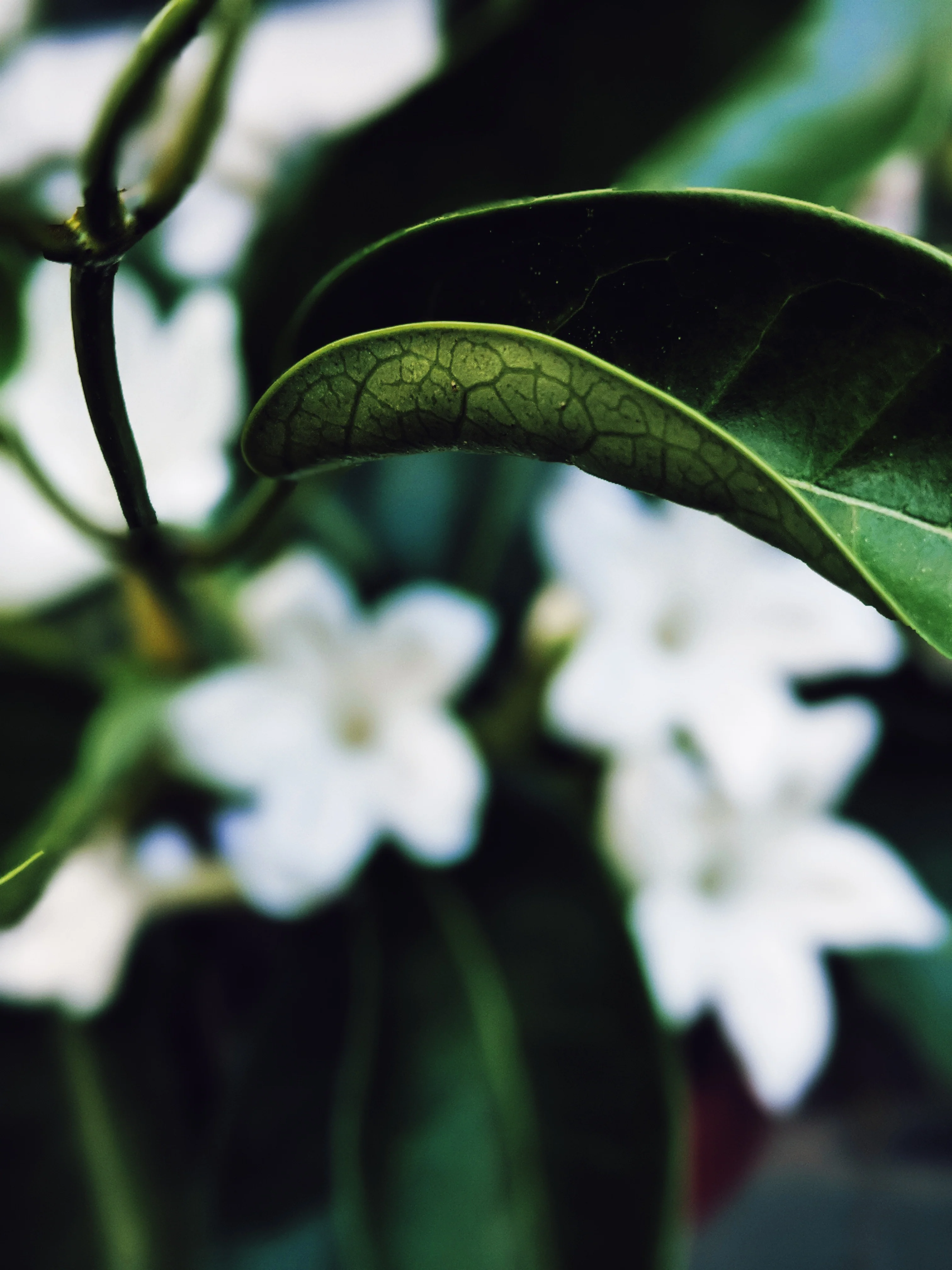 Hawaiian Wedding Flower. Madagascar Jasmine Enfleurage Extrait. Organic. - Image 6