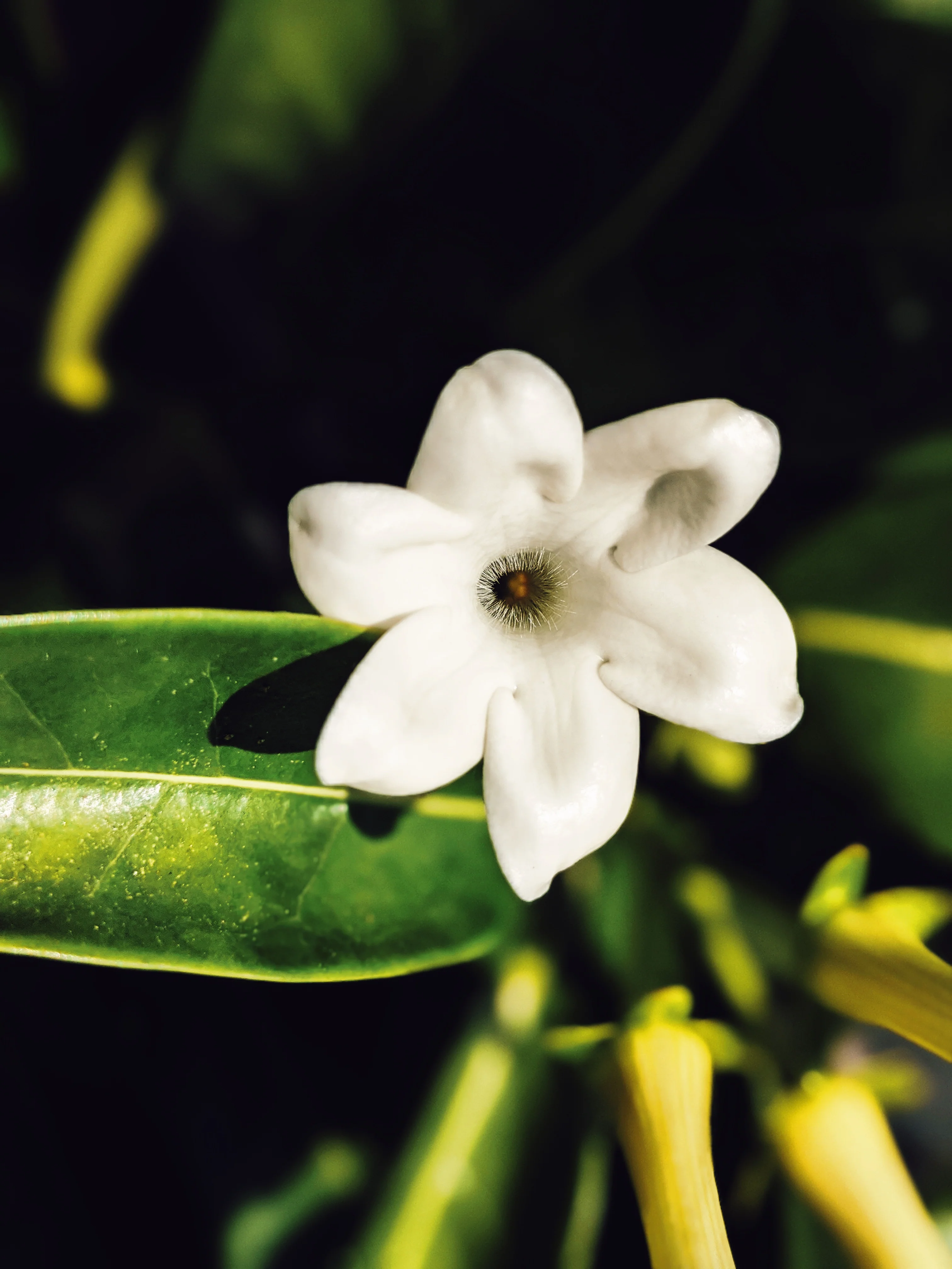 Hawaiian Wedding Flower. Madagascar Jasmine Enfleurage Extrait. Organic. - Image 7