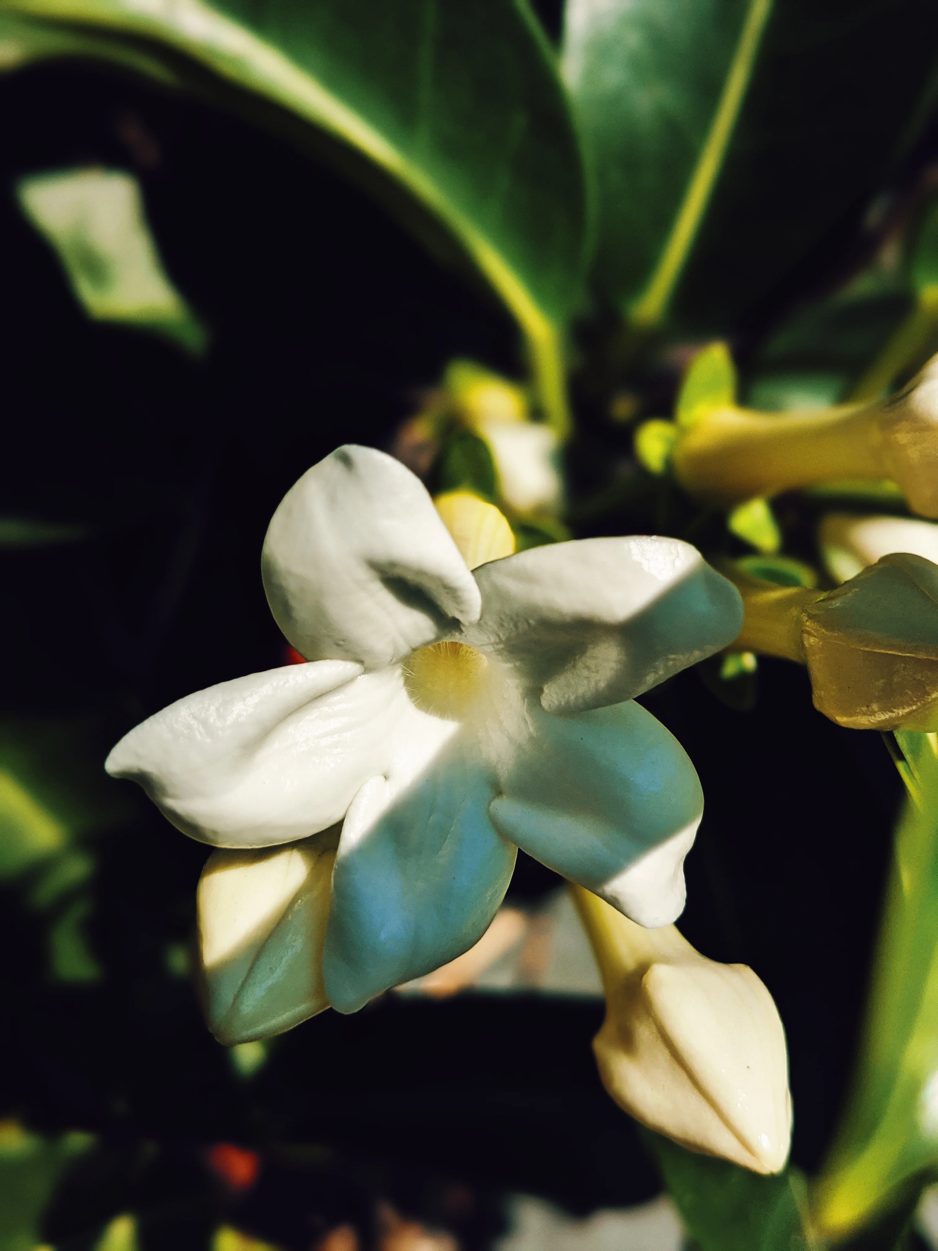 Hawaiian Wedding Flower. Madagascar Jasmine Enfleurage Extrait. Organic. - Image 8