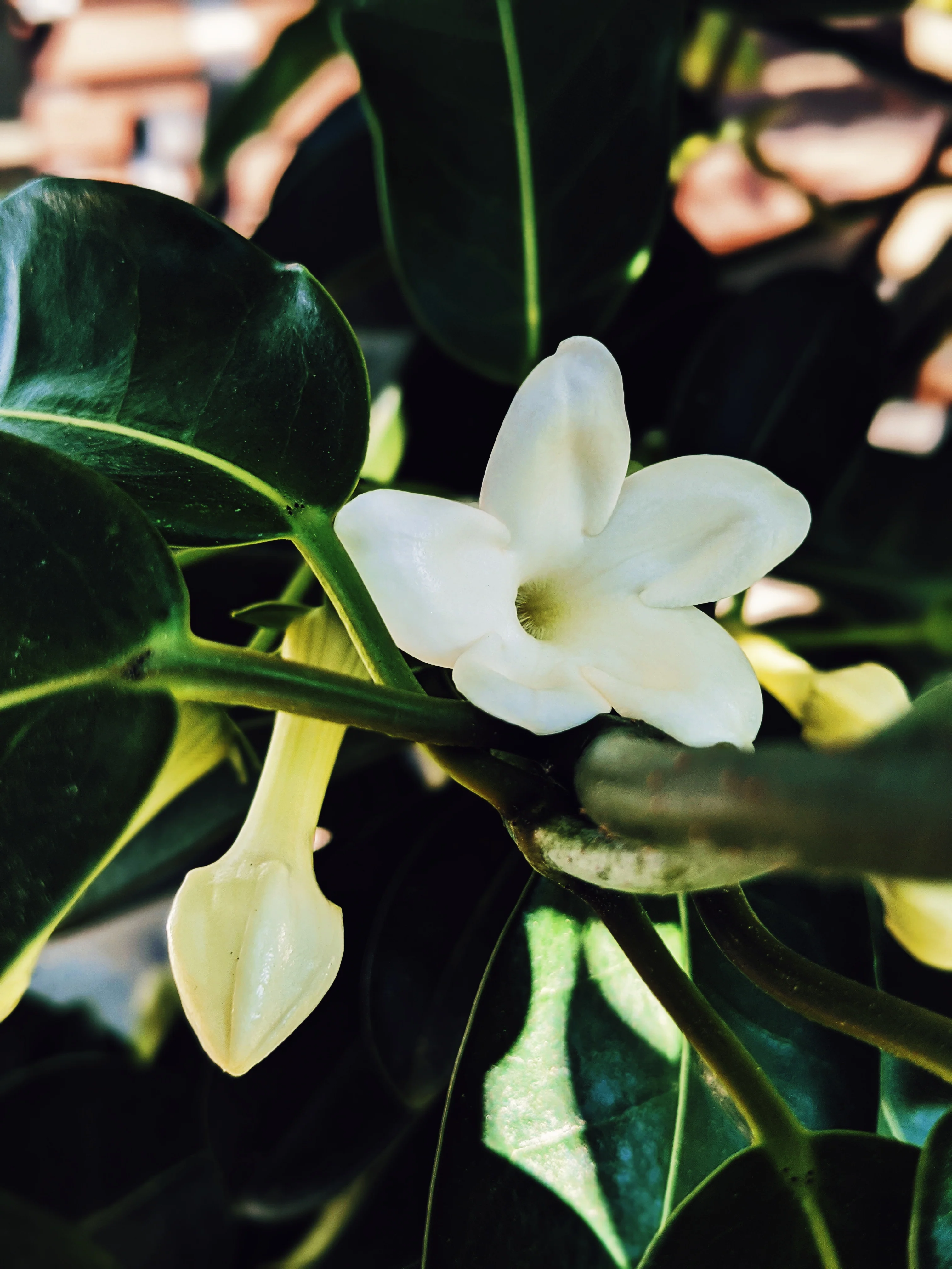 Hawaiian Wedding Flower. Madagascar Jasmine Enfleurage Extrait. Organic. - Image 9