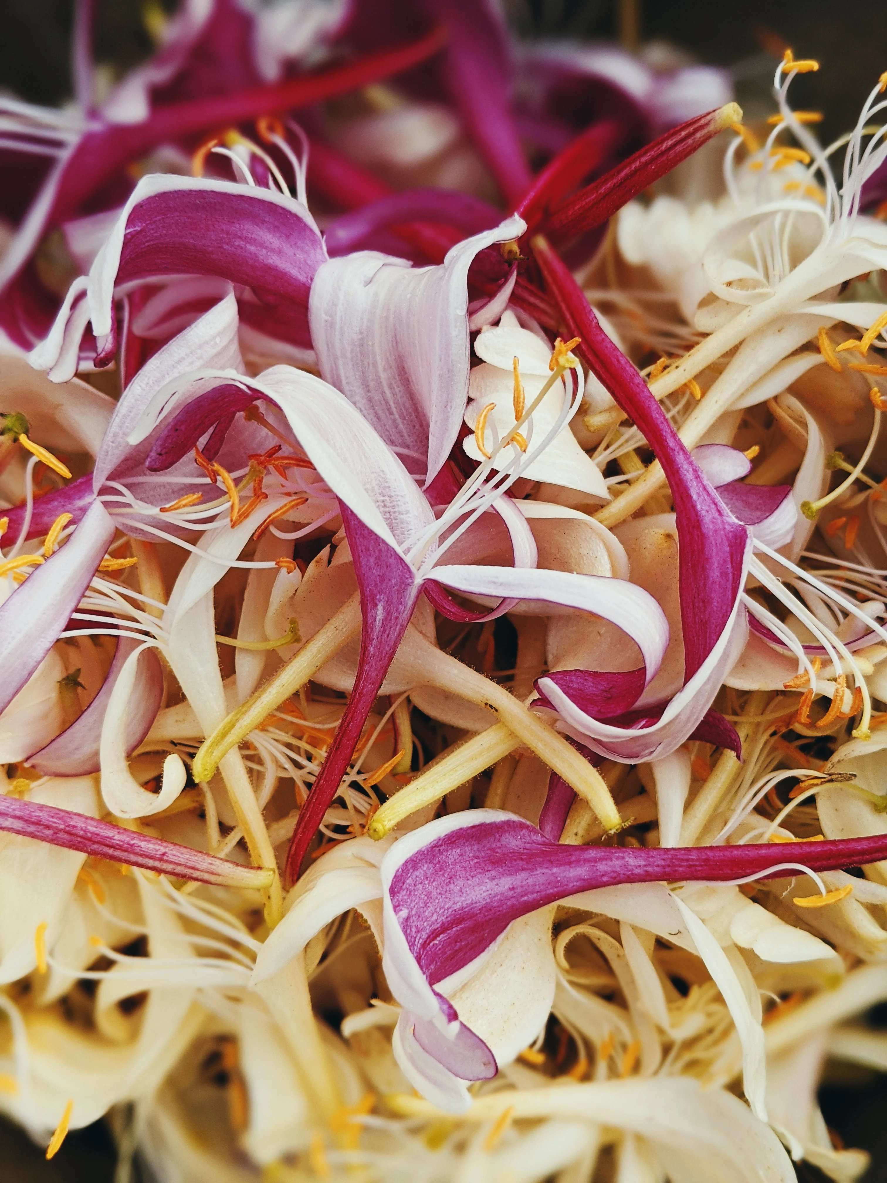 Suikazura (June-August 2020). Aged Pink and Yellow Honeysuckle Enfleurage Extrait. Organic honeysuckle perfume. Biodynamic - Image 11