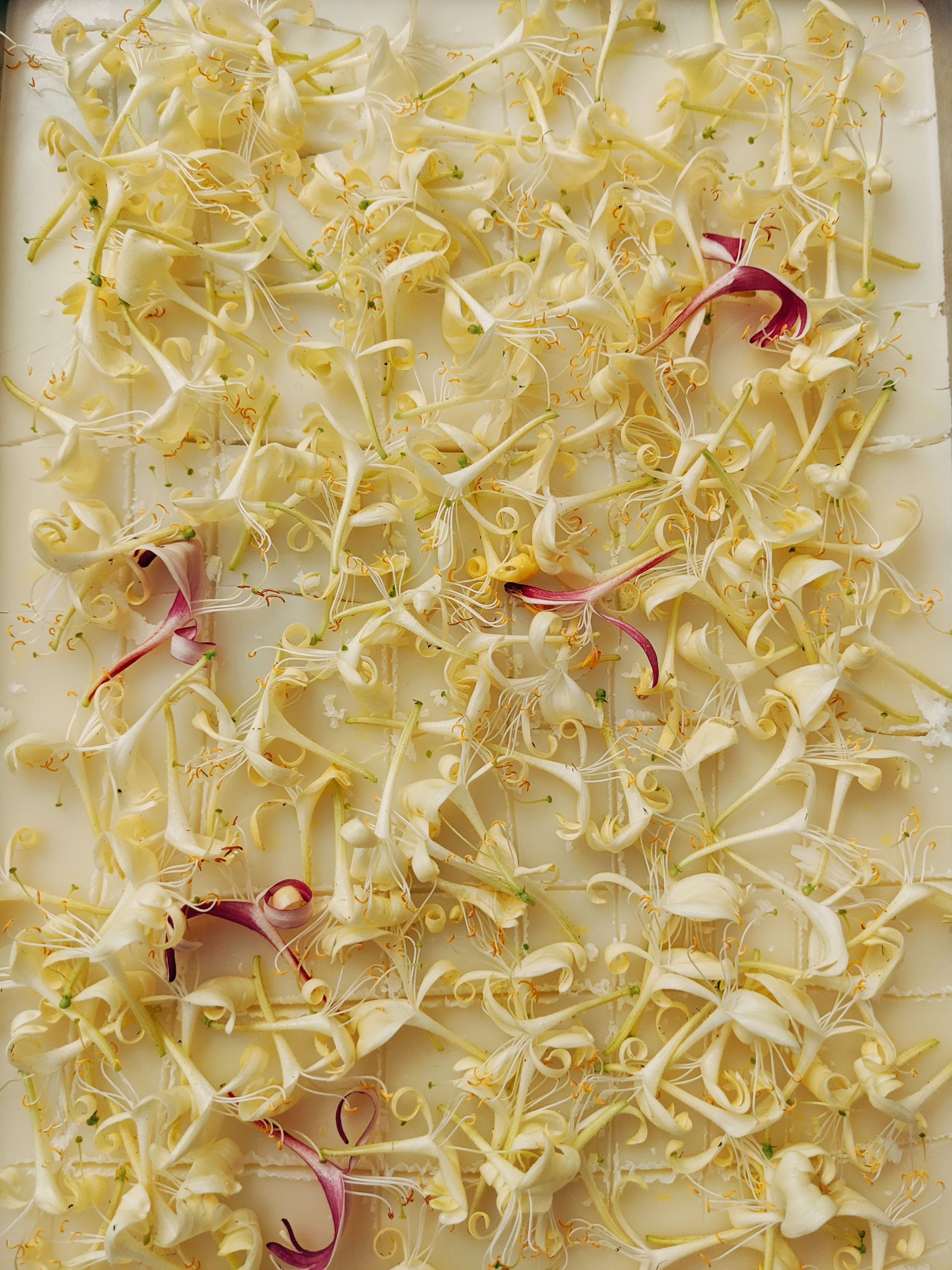 Suikazura (June-August 2020). Aged Pink and Yellow Honeysuckle Enfleurage Extrait. Organic honeysuckle perfume. Biodynamic - Image 12