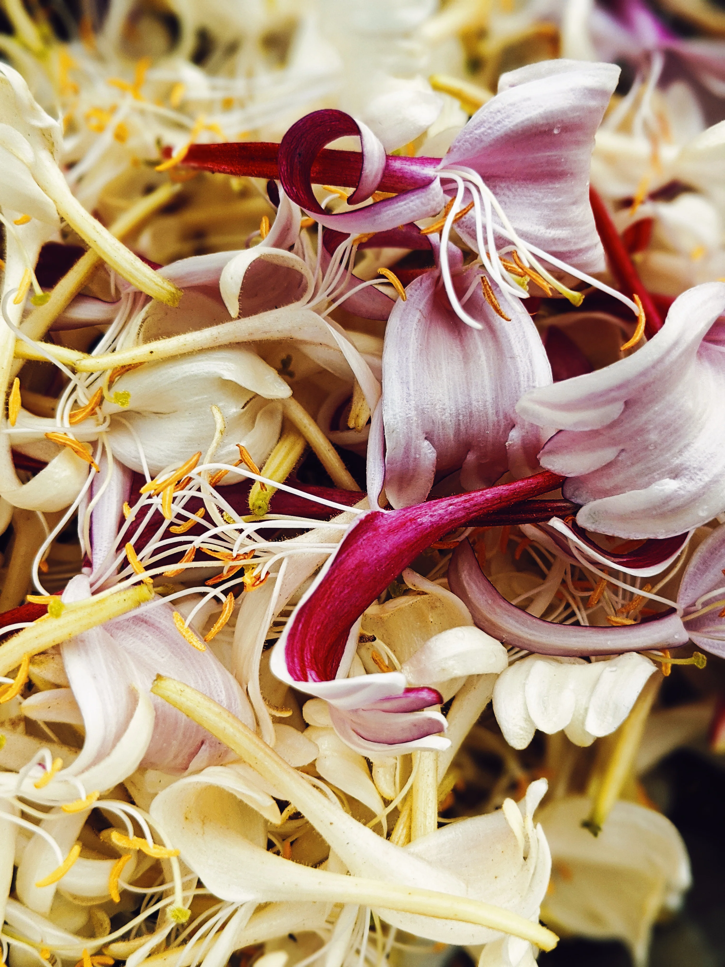 Suikazura (June-August 2020). Aged Pink and Yellow Honeysuckle Enfleurage Extrait. Organic honeysuckle perfume. Biodynamic - Image 17