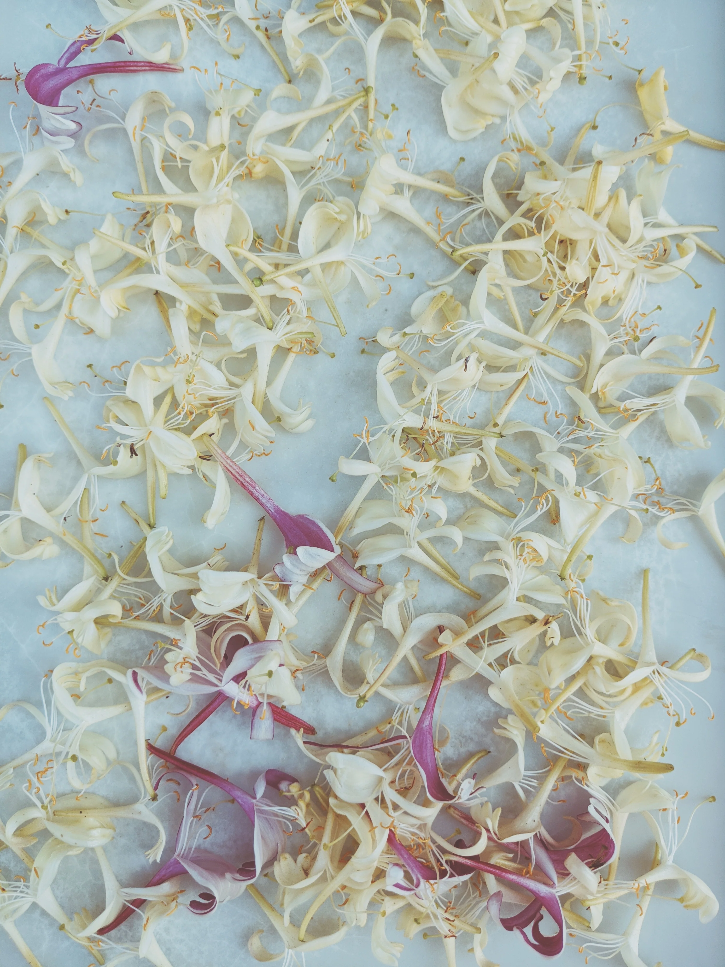 Suikazura (June-August 2020). Aged Pink and Yellow Honeysuckle Enfleurage Extrait. Organic honeysuckle perfume. Biodynamic - Image 19