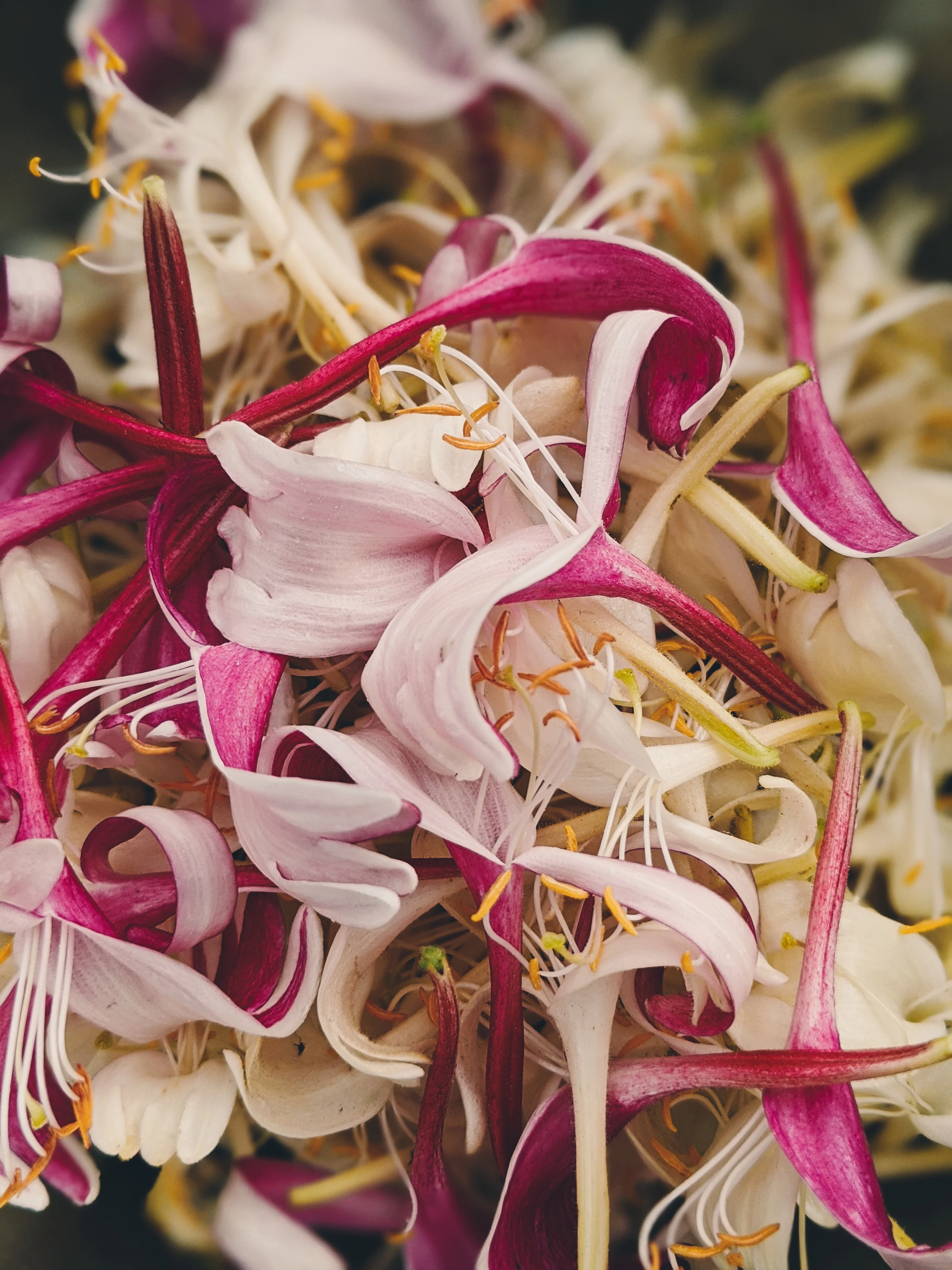 Suikazura (June-August 2020). Aged Pink and Yellow Honeysuckle Enfleurage Extrait. Organic honeysuckle perfume. Biodynamic - Image 21