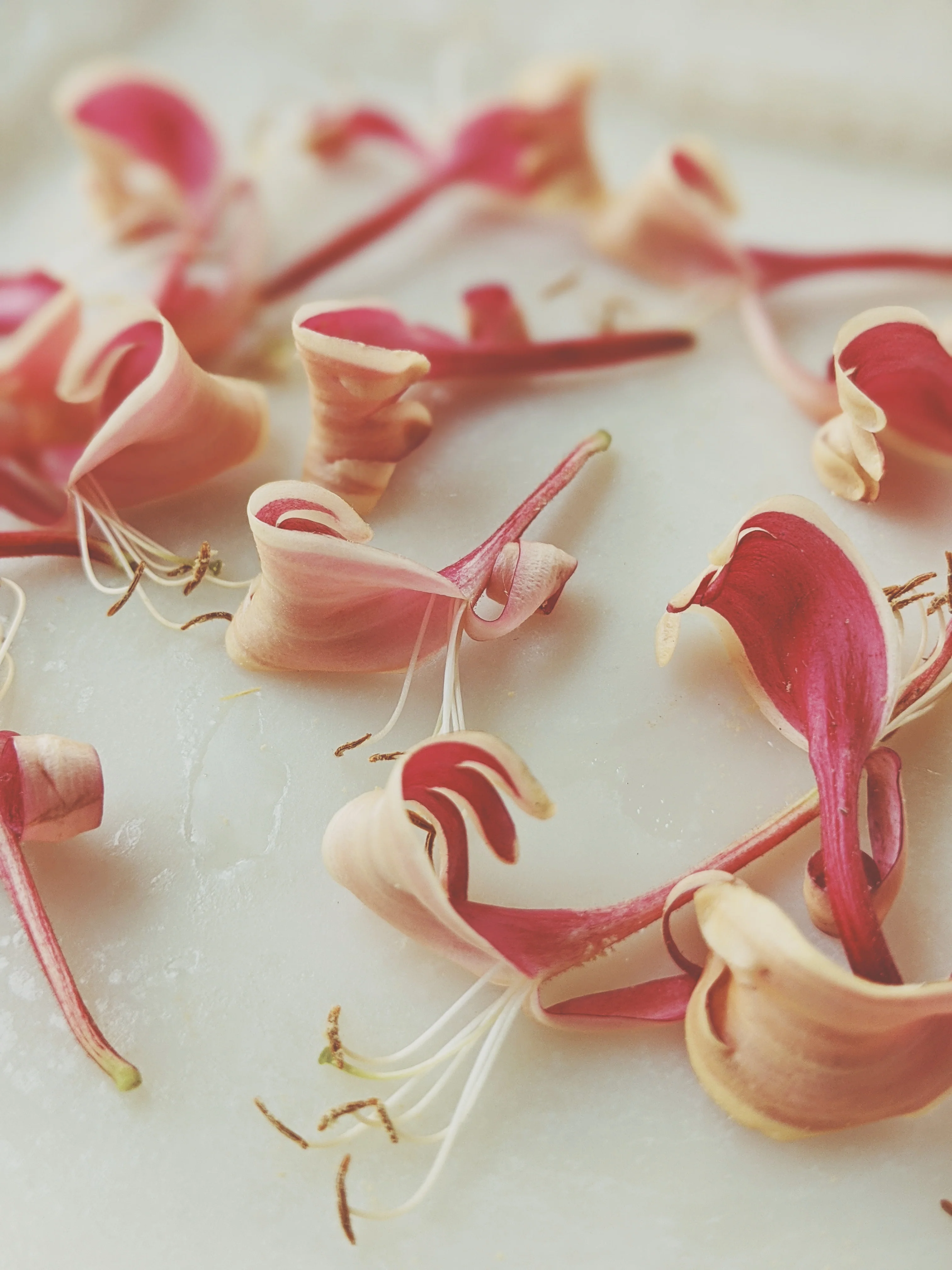 Suikazura (June-August 2020). Aged Pink and Yellow Honeysuckle Enfleurage Extrait. Organic honeysuckle perfume. Biodynamic - Image 26