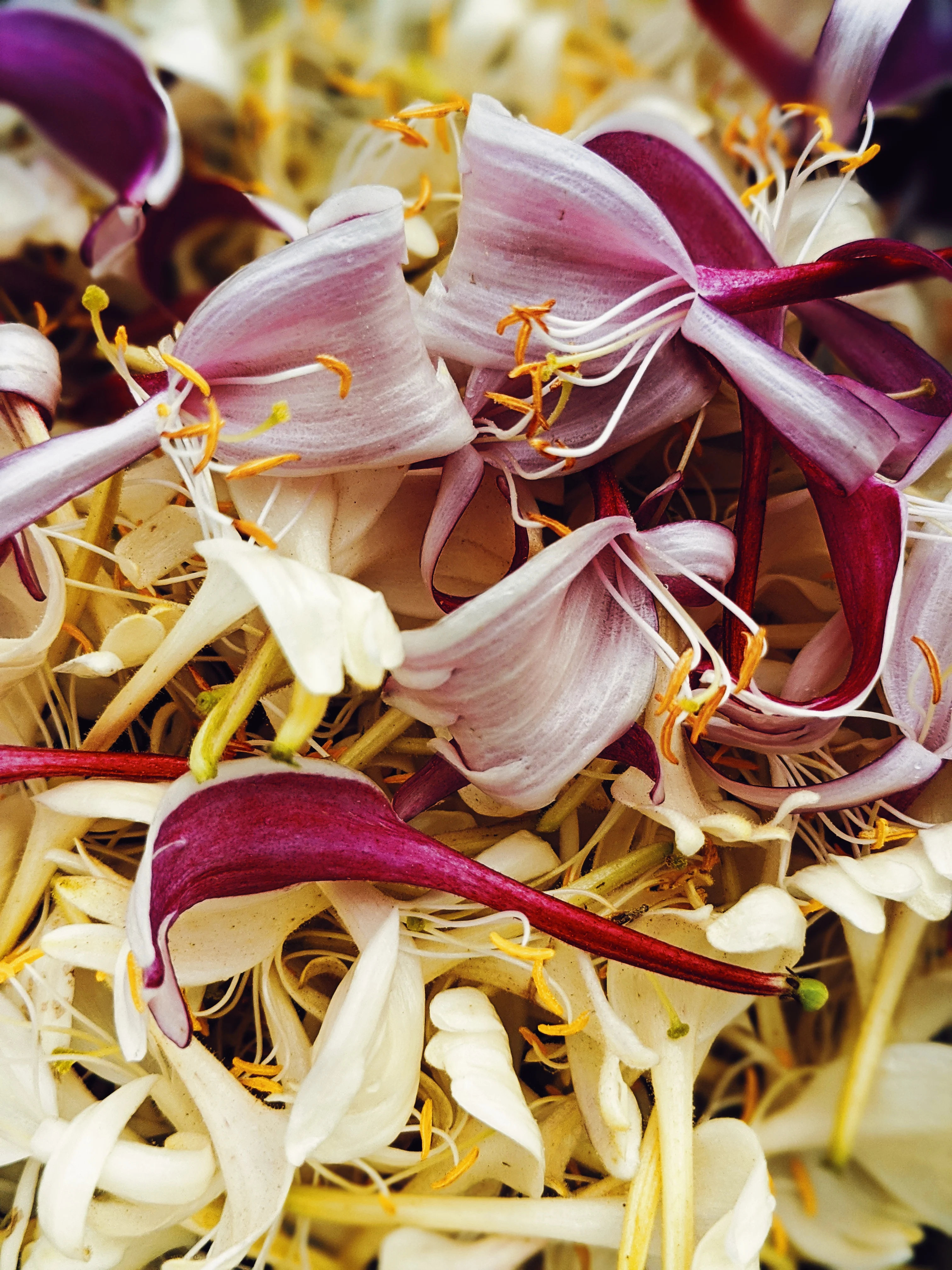Suikazura (June-August 2020). Aged Pink and Yellow Honeysuckle Enfleurage Extrait. Organic honeysuckle perfume. Biodynamic - Image 3
