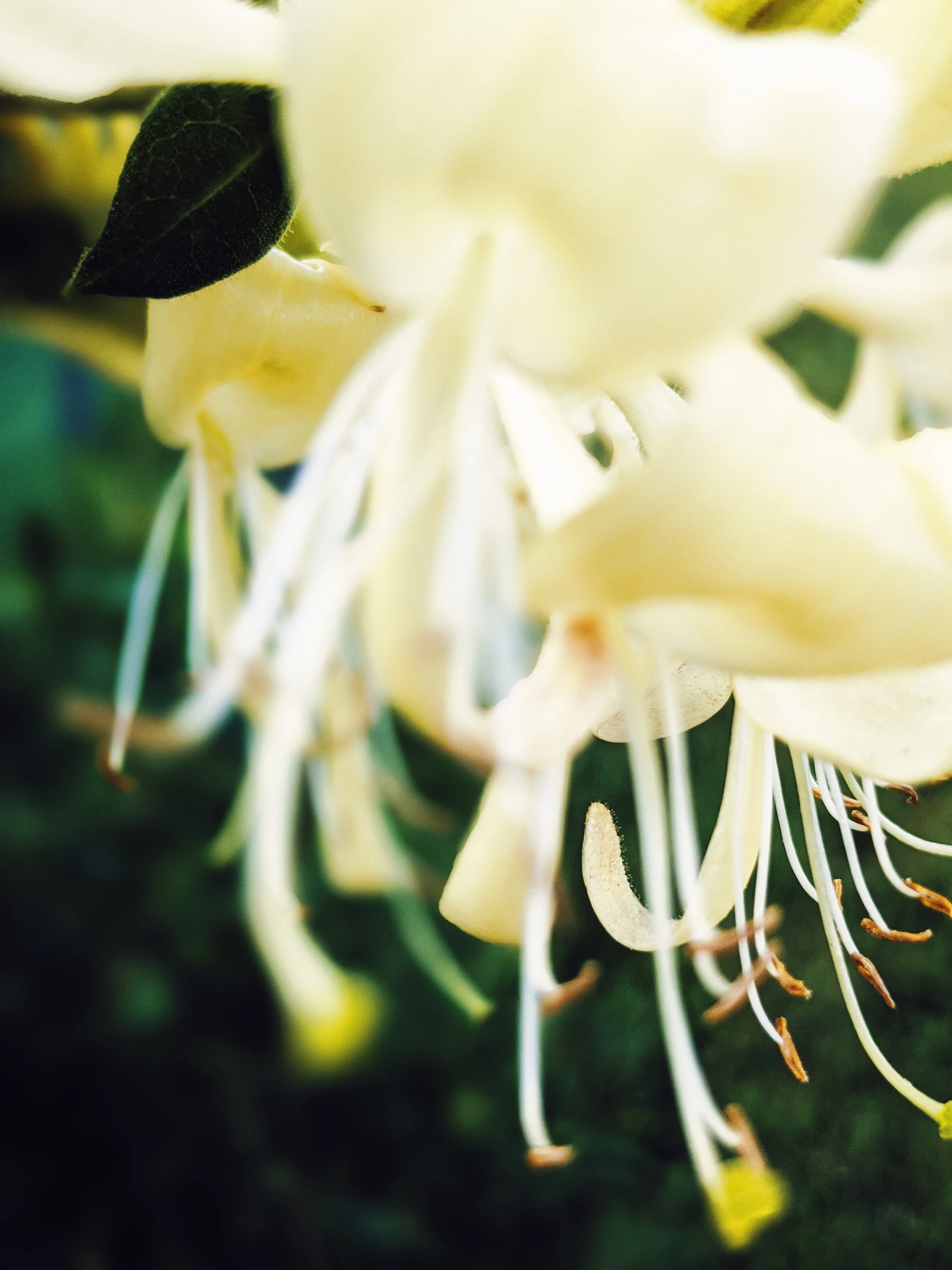 Suikazura (June-August 2020). Aged Pink and Yellow Honeysuckle Enfleurage Extrait. Organic honeysuckle perfume. Biodynamic - Image 4