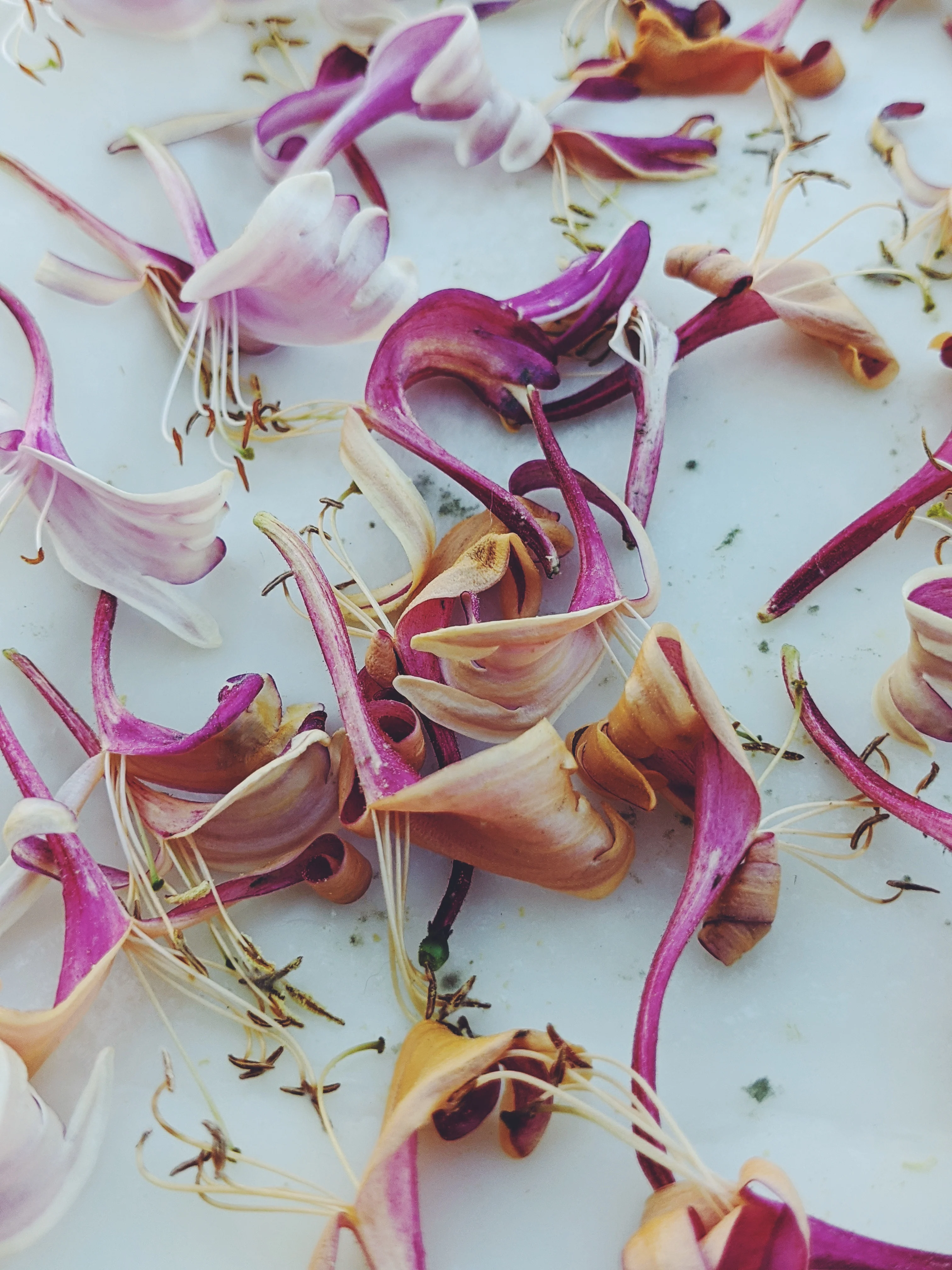 Suikazura (June-August 2020). Aged Pink and Yellow Honeysuckle Enfleurage Extrait. Organic honeysuckle perfume. Biodynamic - Image 7