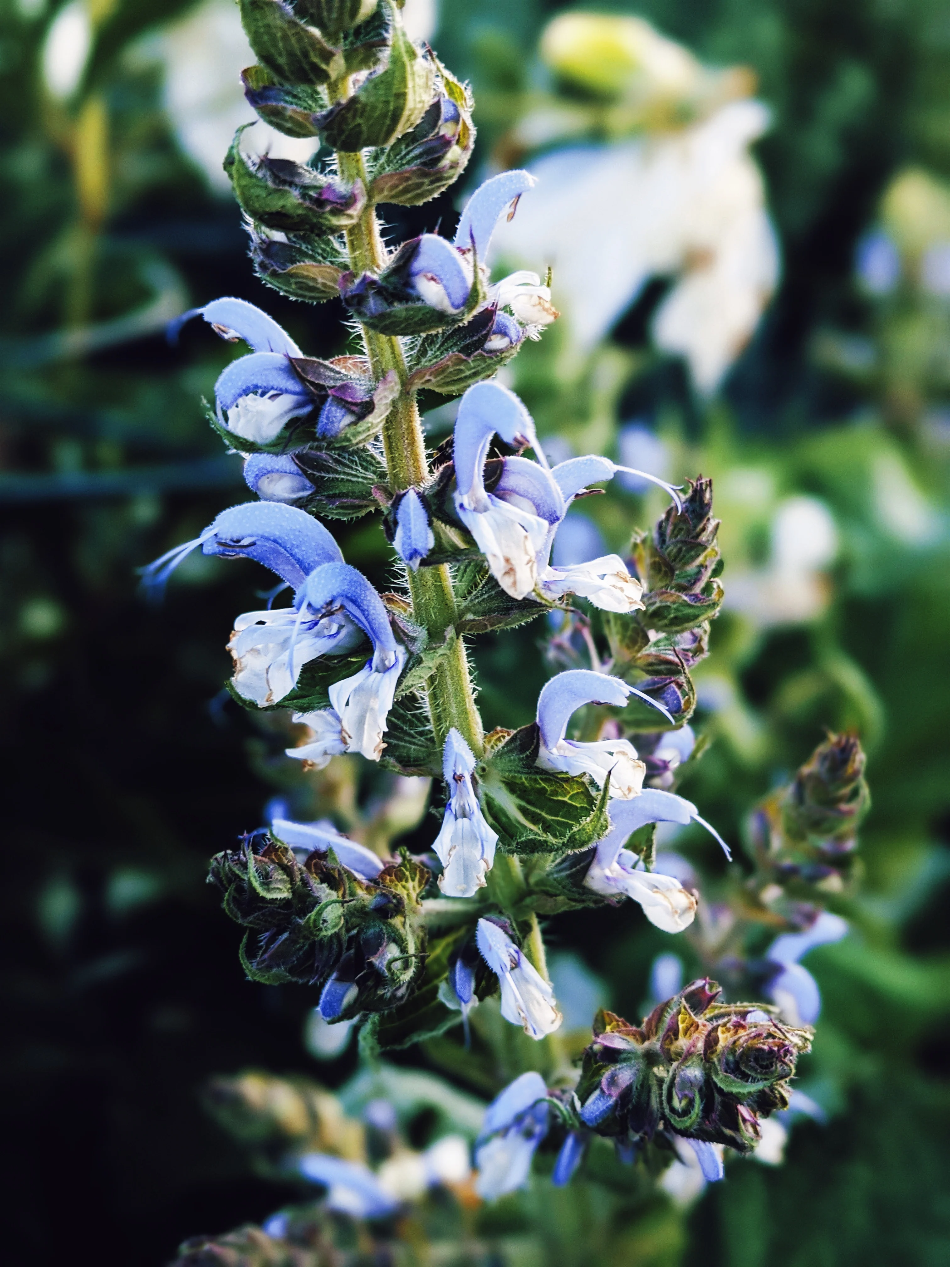 Huntress. natural perfume. wild herb garden, giant trees, green woods, wet earth. June 2023 - Image 3