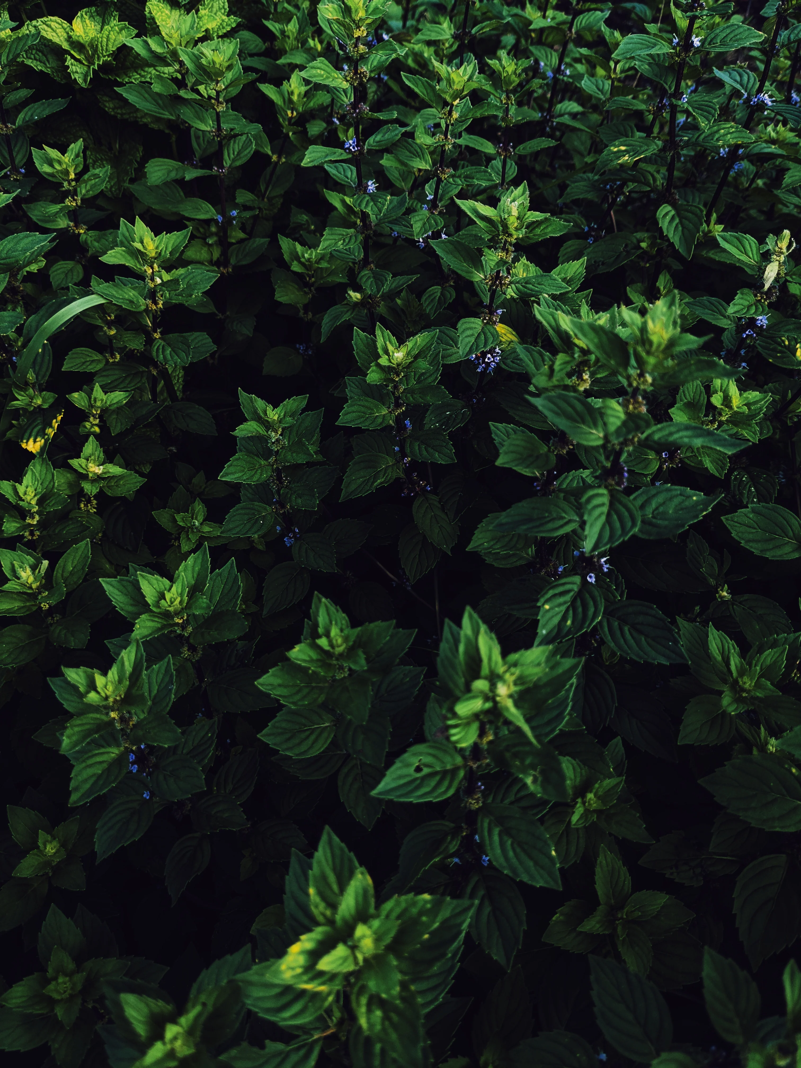 Huntress. natural perfume. wild herb garden, giant trees, green woods, wet earth. June 2023 - Image 7