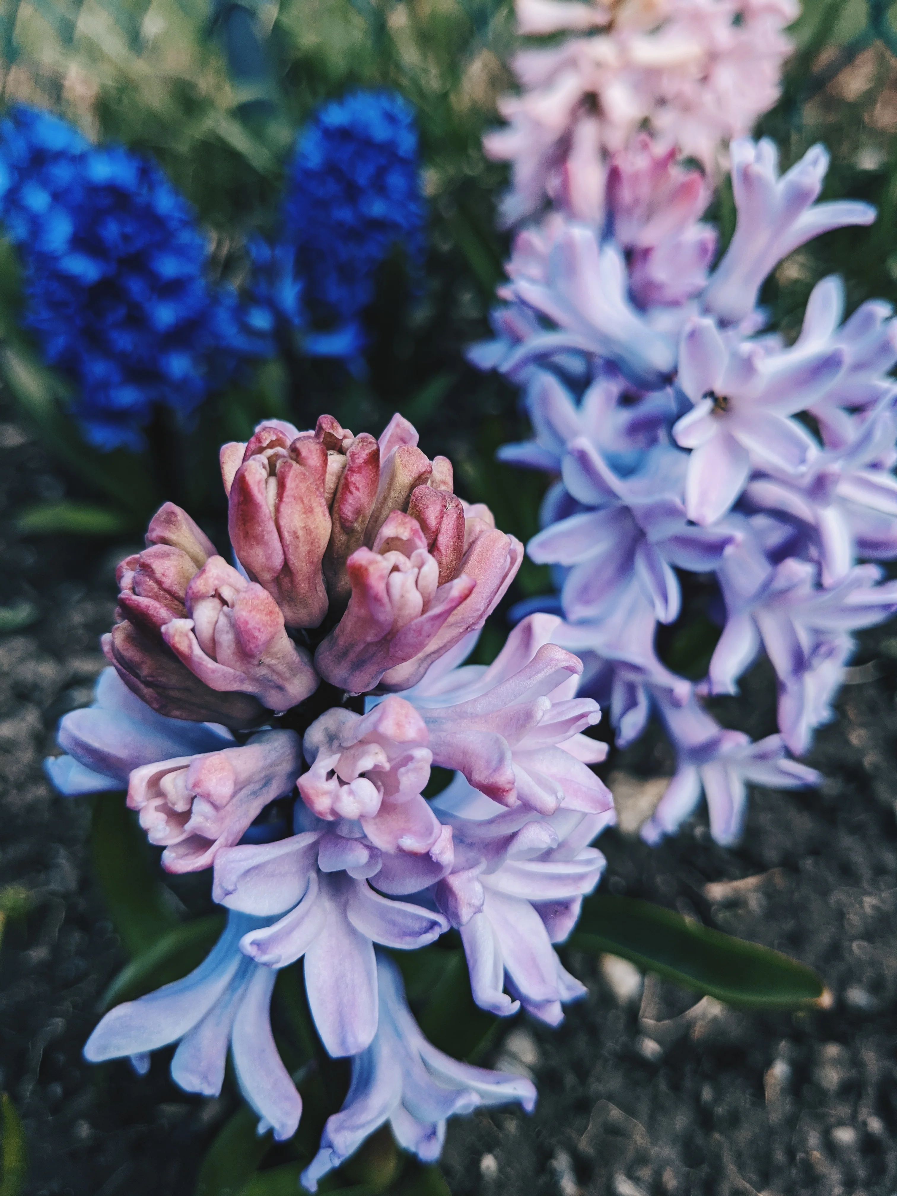 Hyacinth Enfleurage. - Image 11