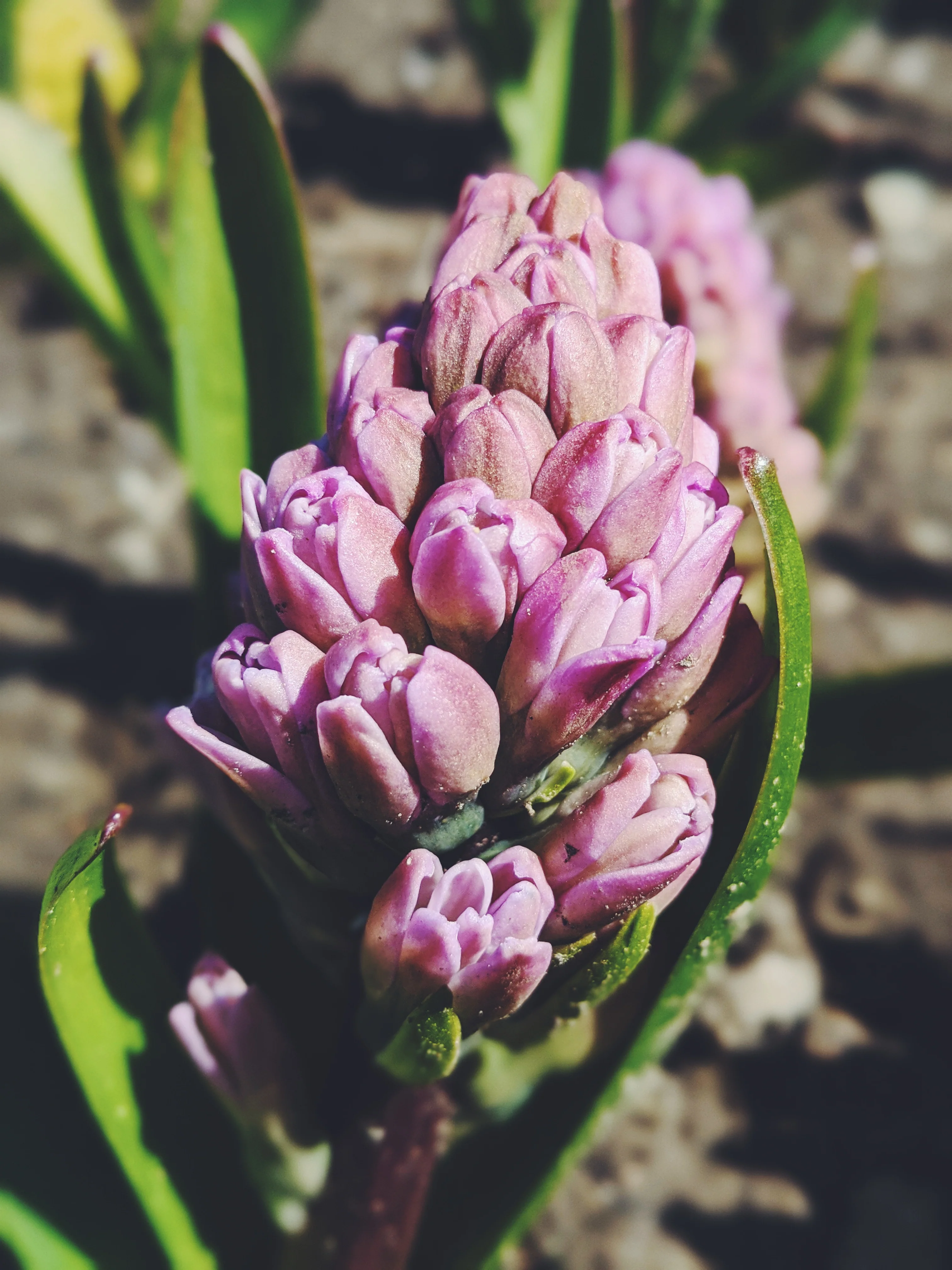 Hyacinth Enfleurage. - Image 12