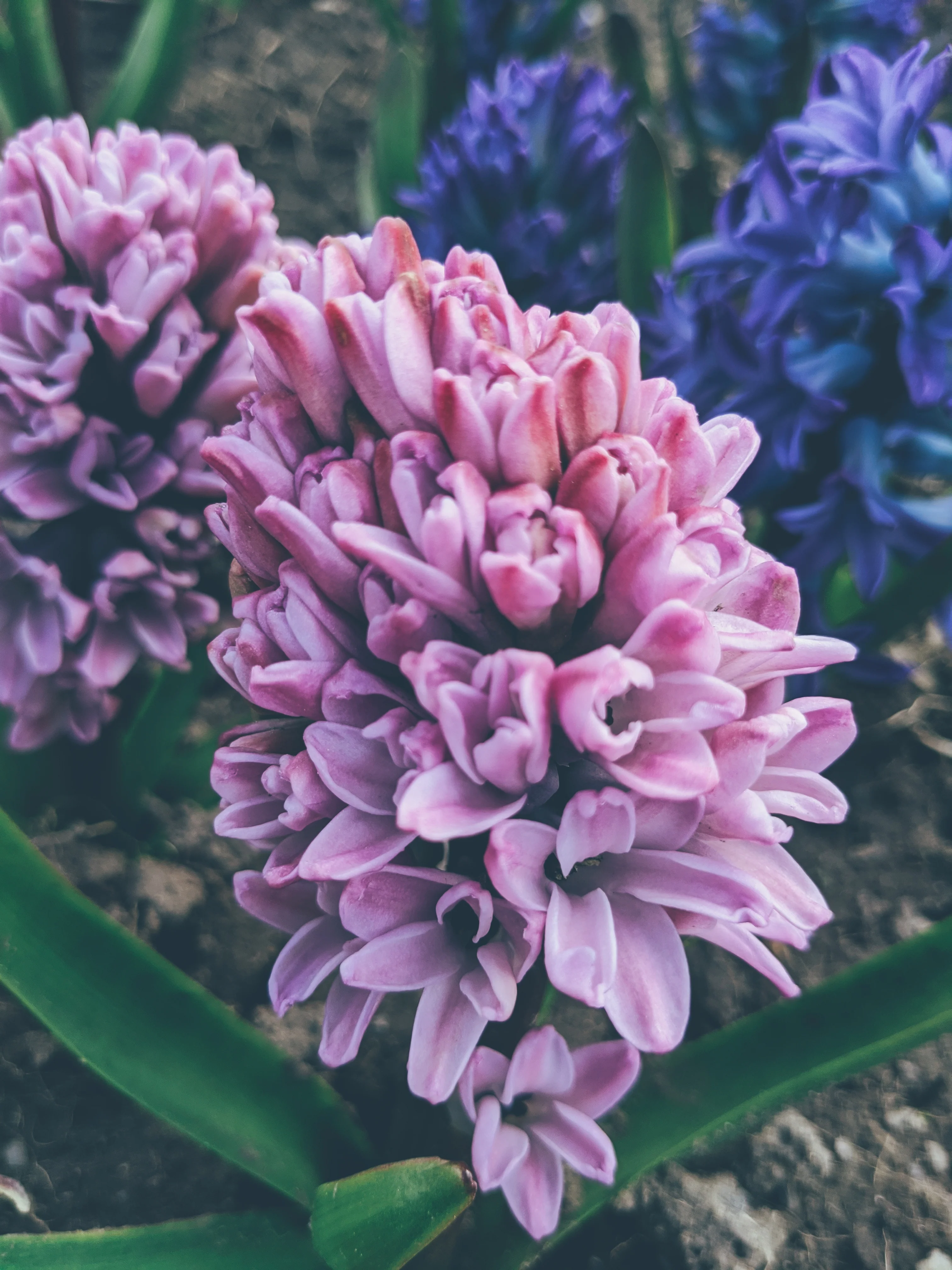 Hyacinth Enfleurage. - Image 13