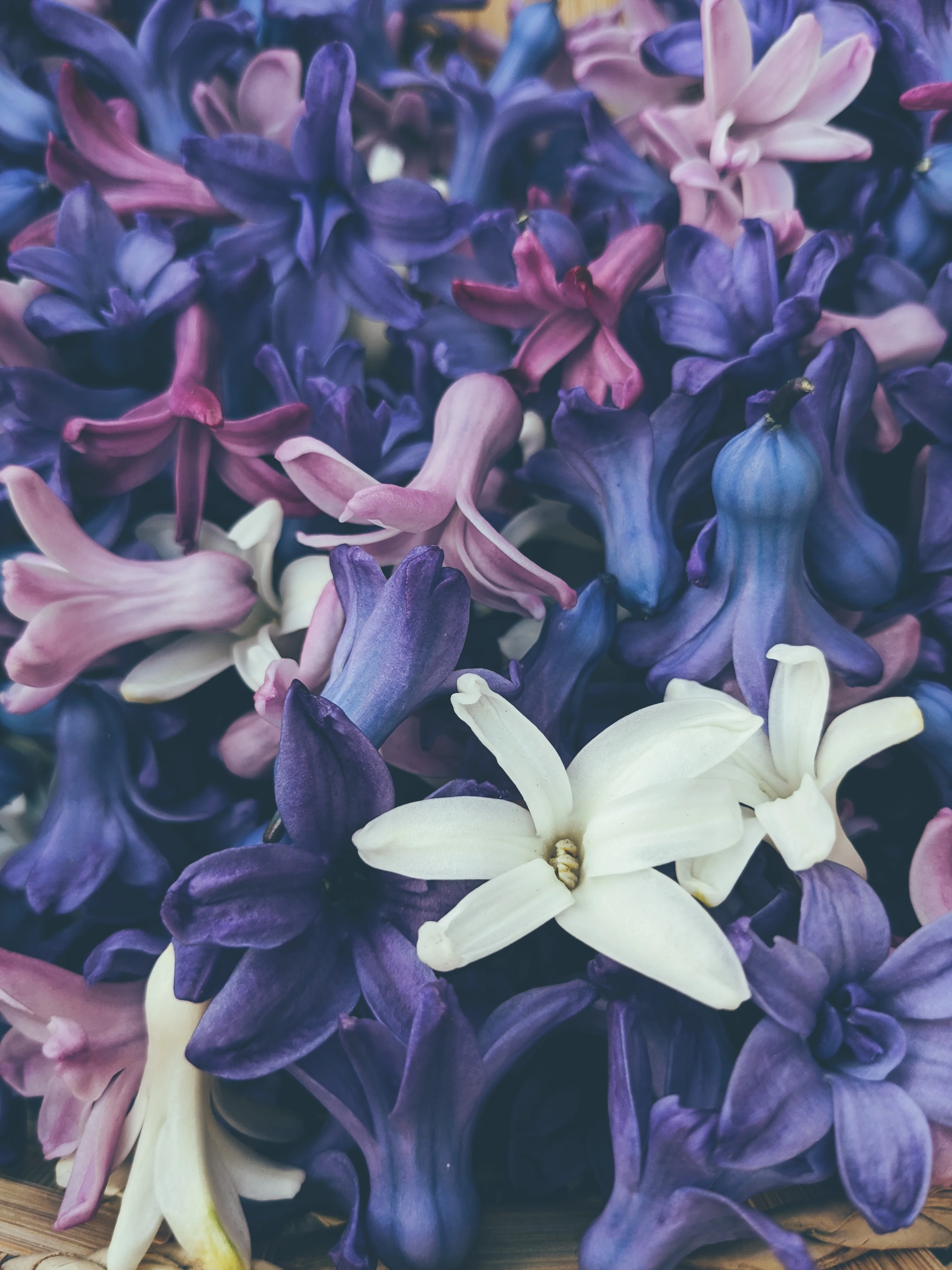 Hyacinth Enfleurage. - Image 14