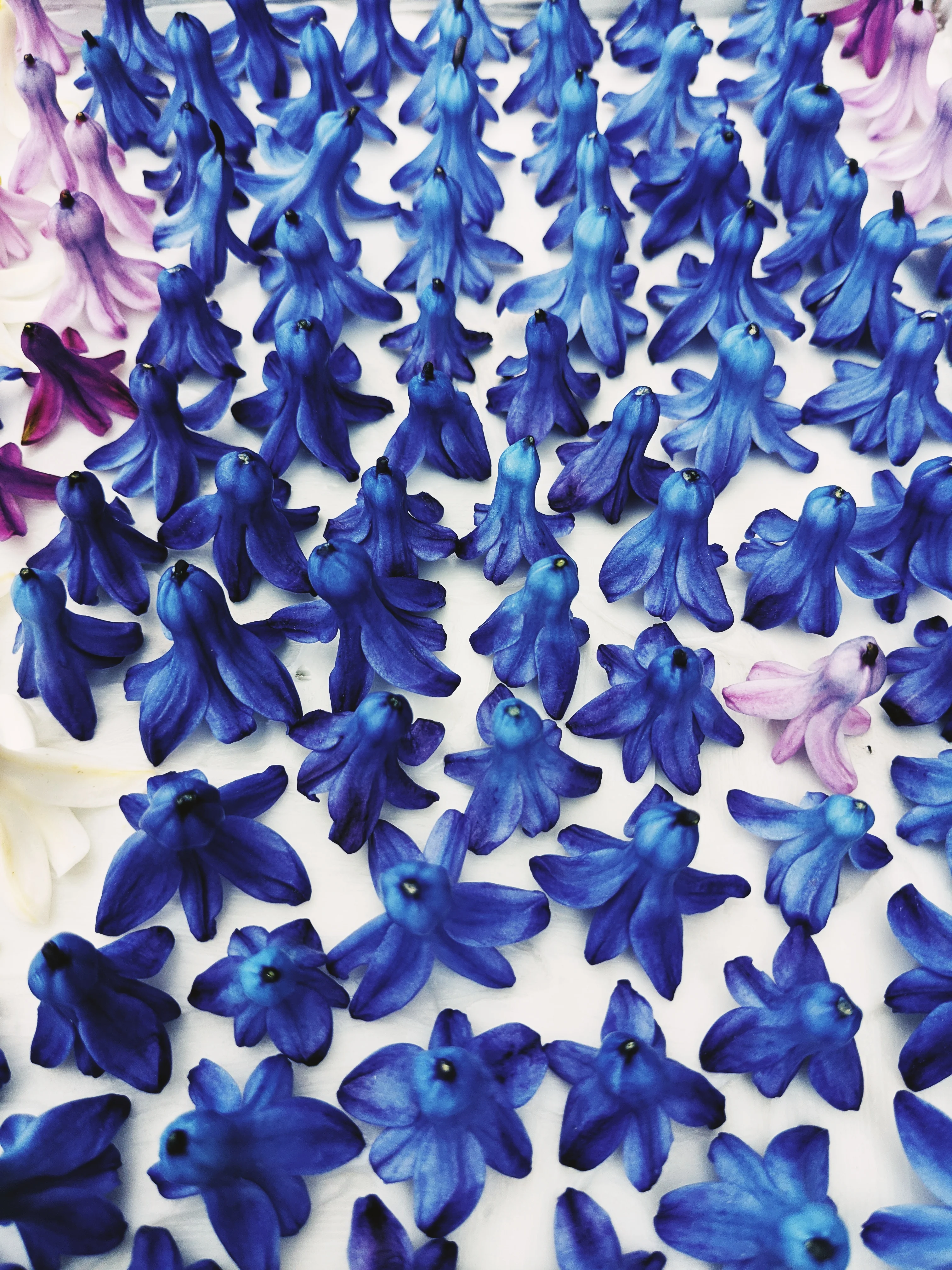 Hyacinth Enfleurage. - Image 15