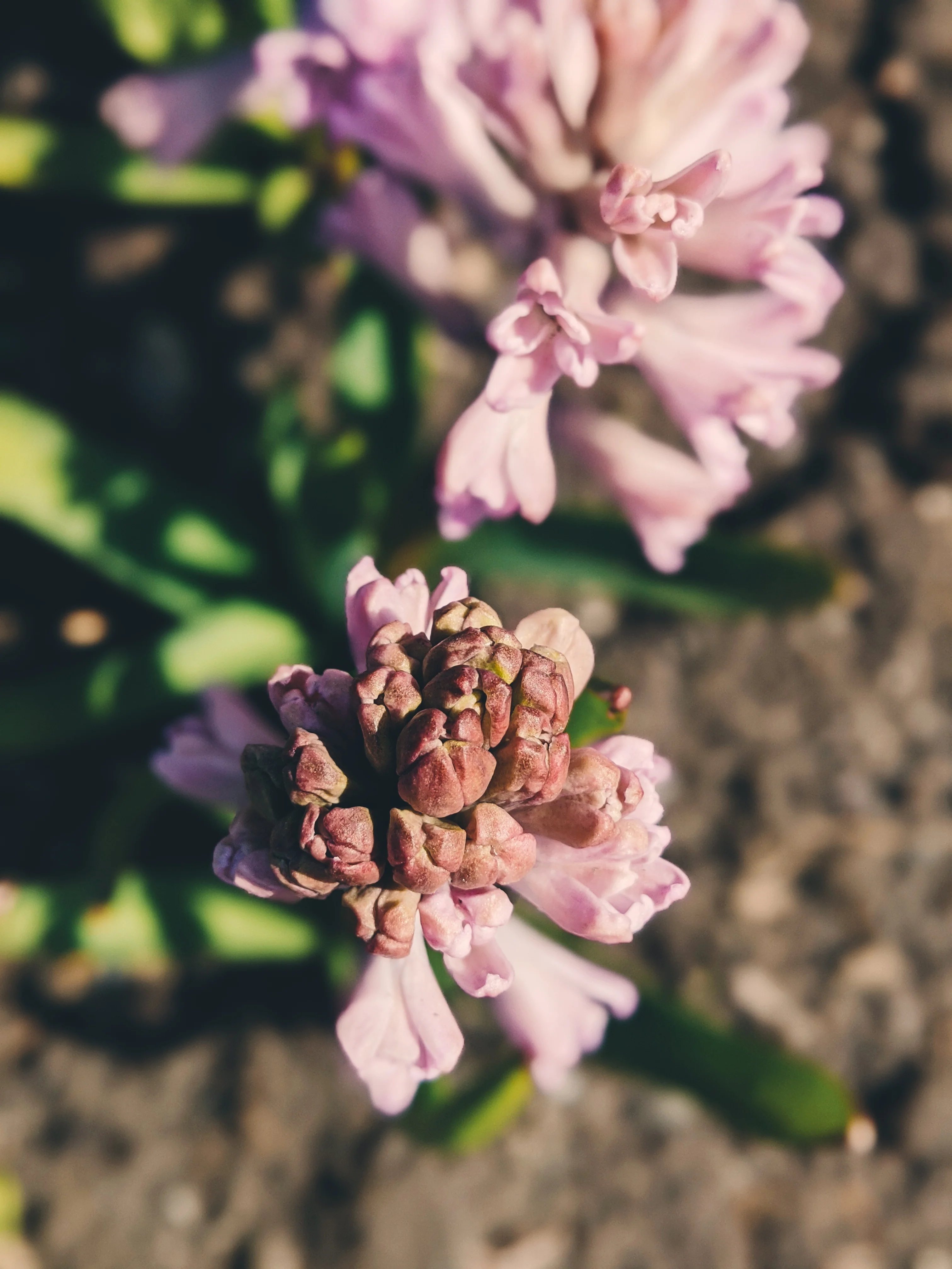 Hyacinth Enfleurage. - Image 16