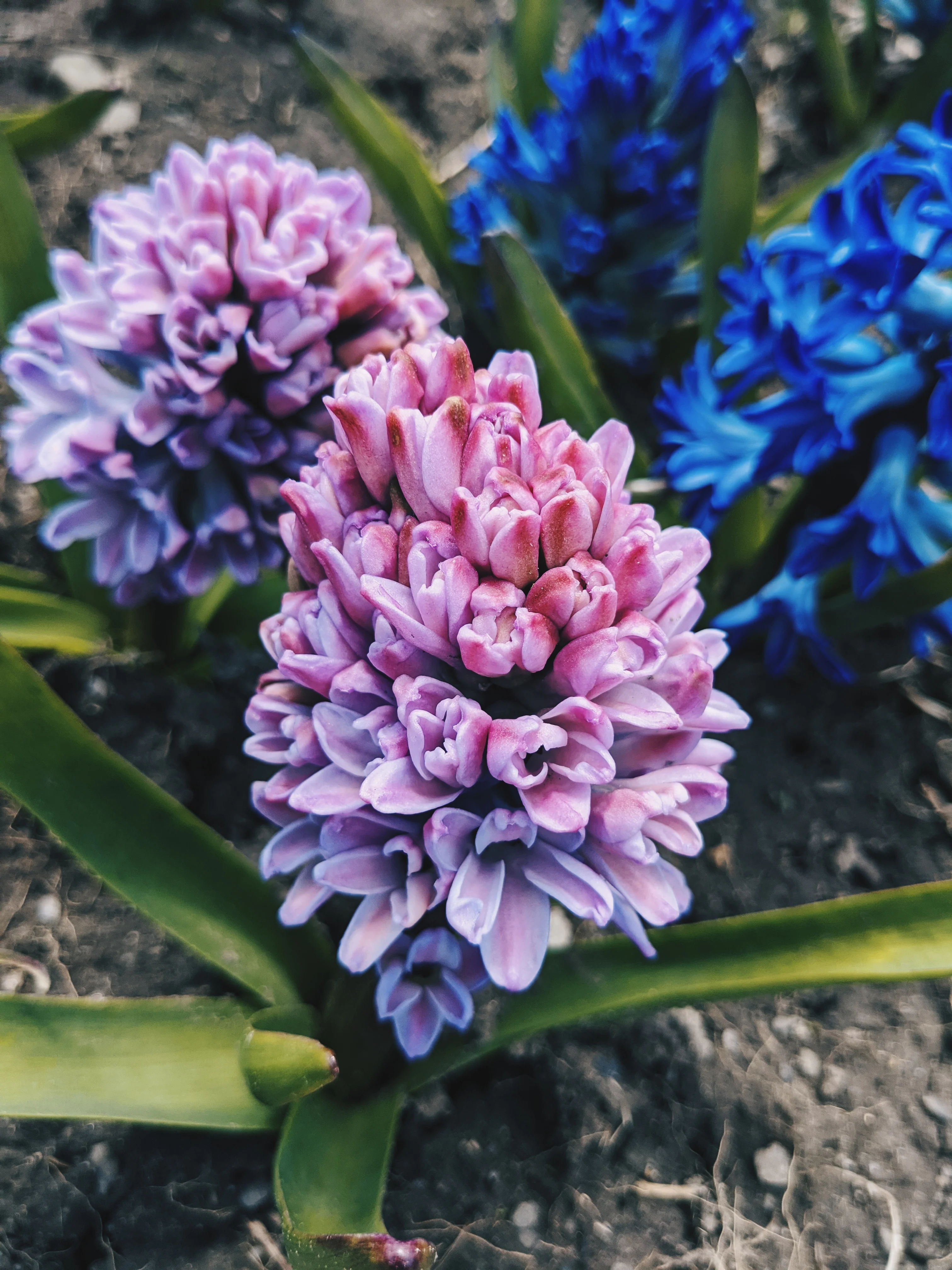 Hyacinth Enfleurage. - Image 17