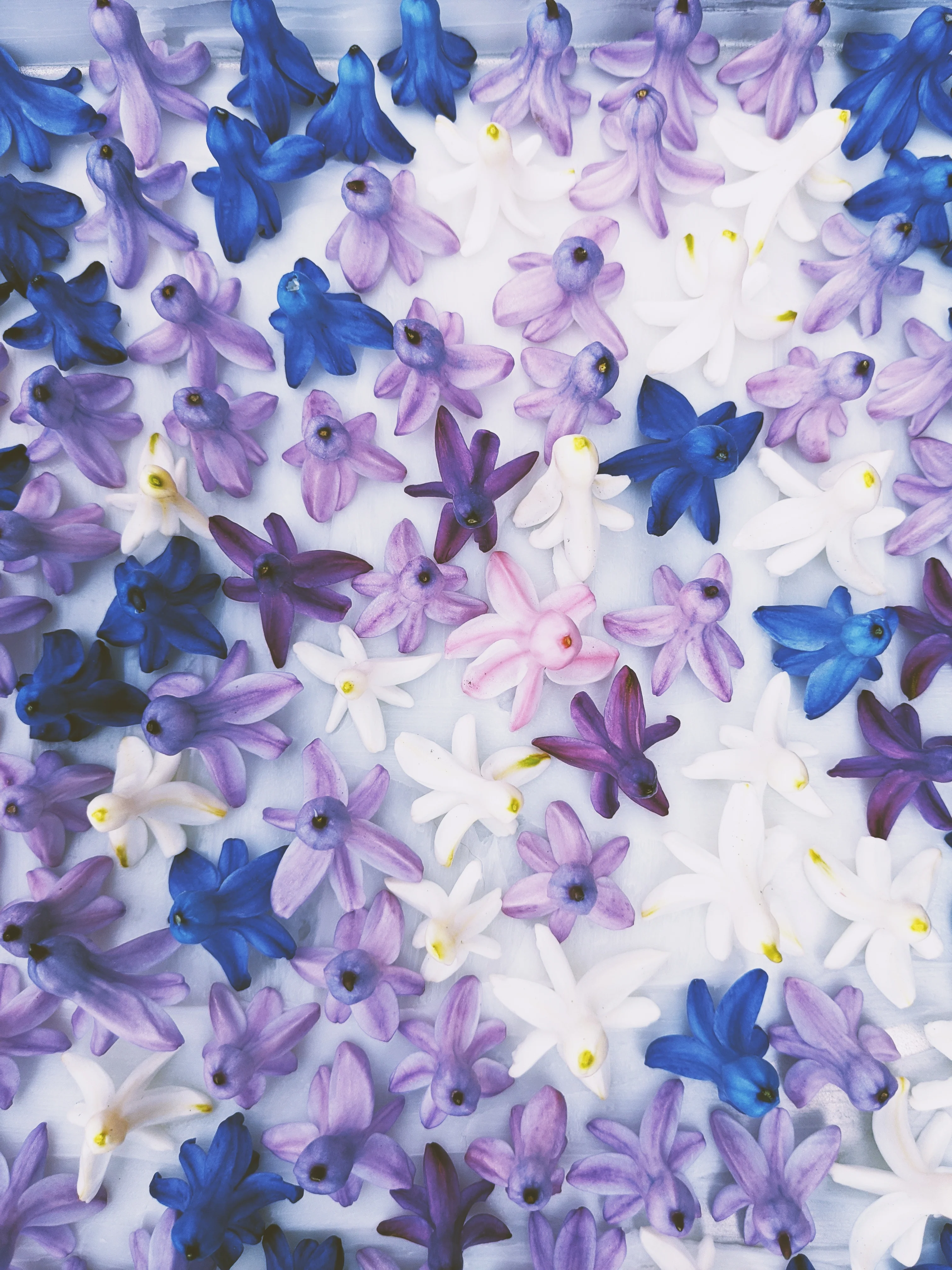 Hyacinth Enfleurage. - Image 18