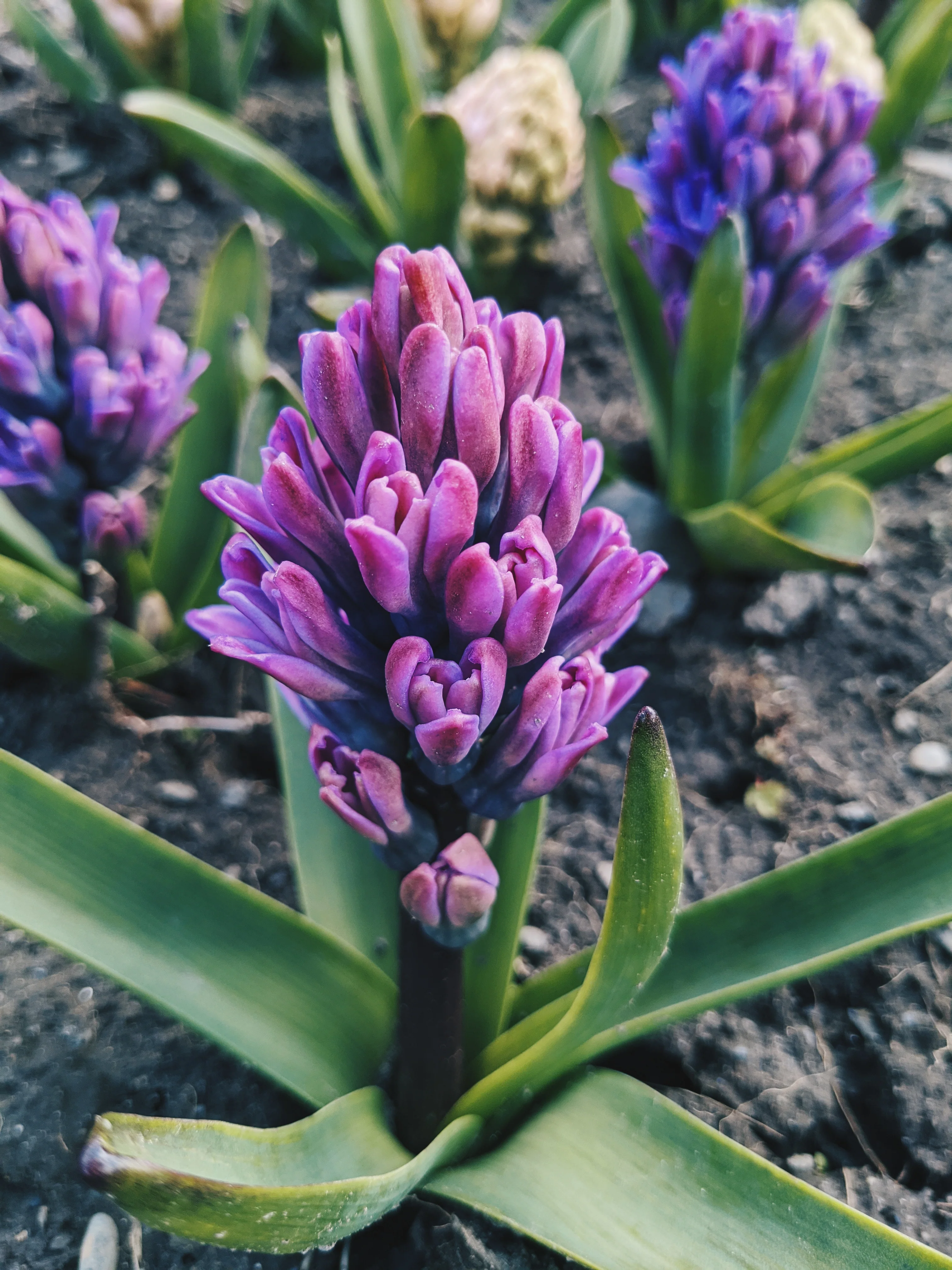 Hyacinth Enfleurage. - Image 19