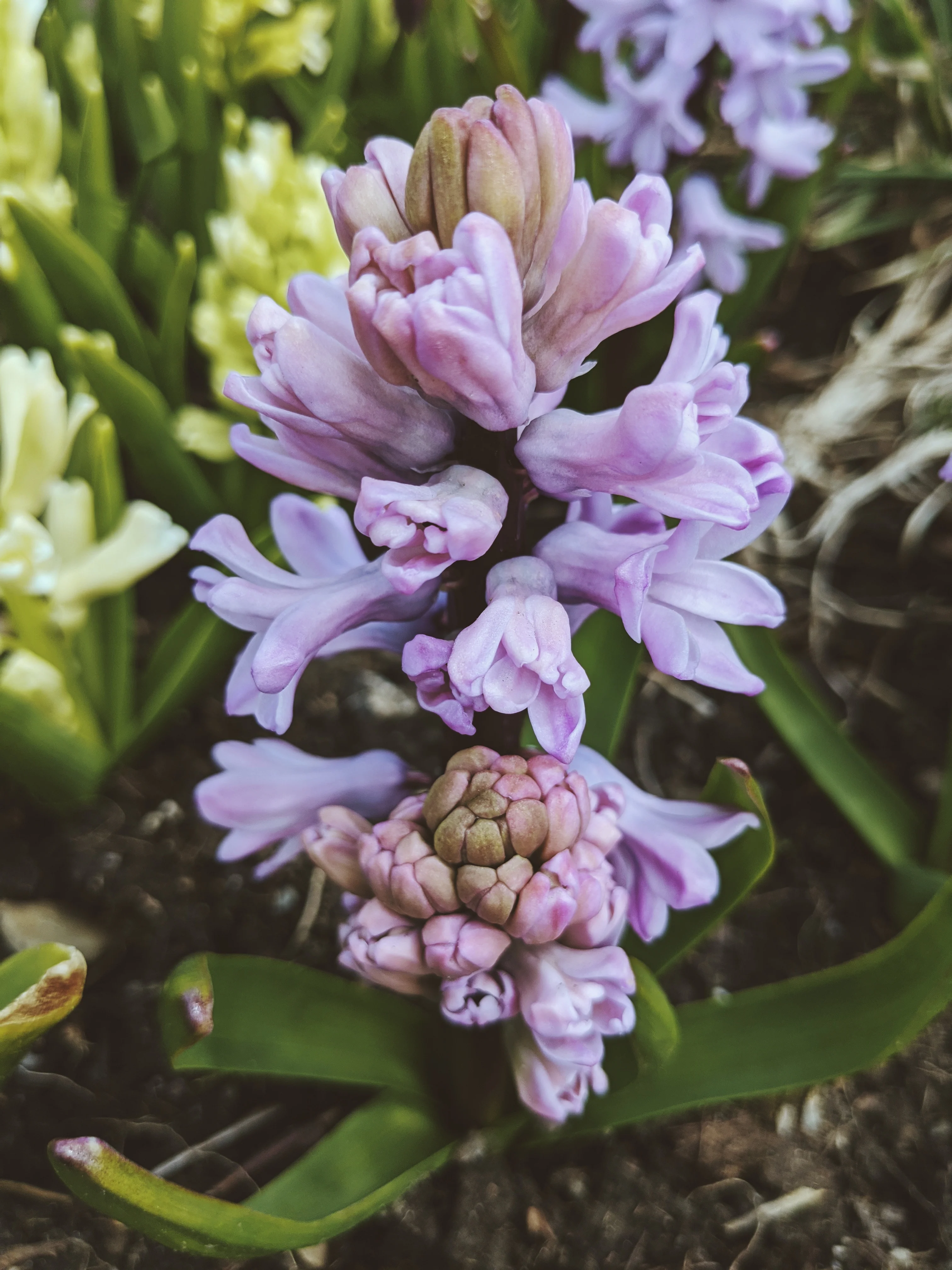 Hyacinth Enfleurage. - Image 21