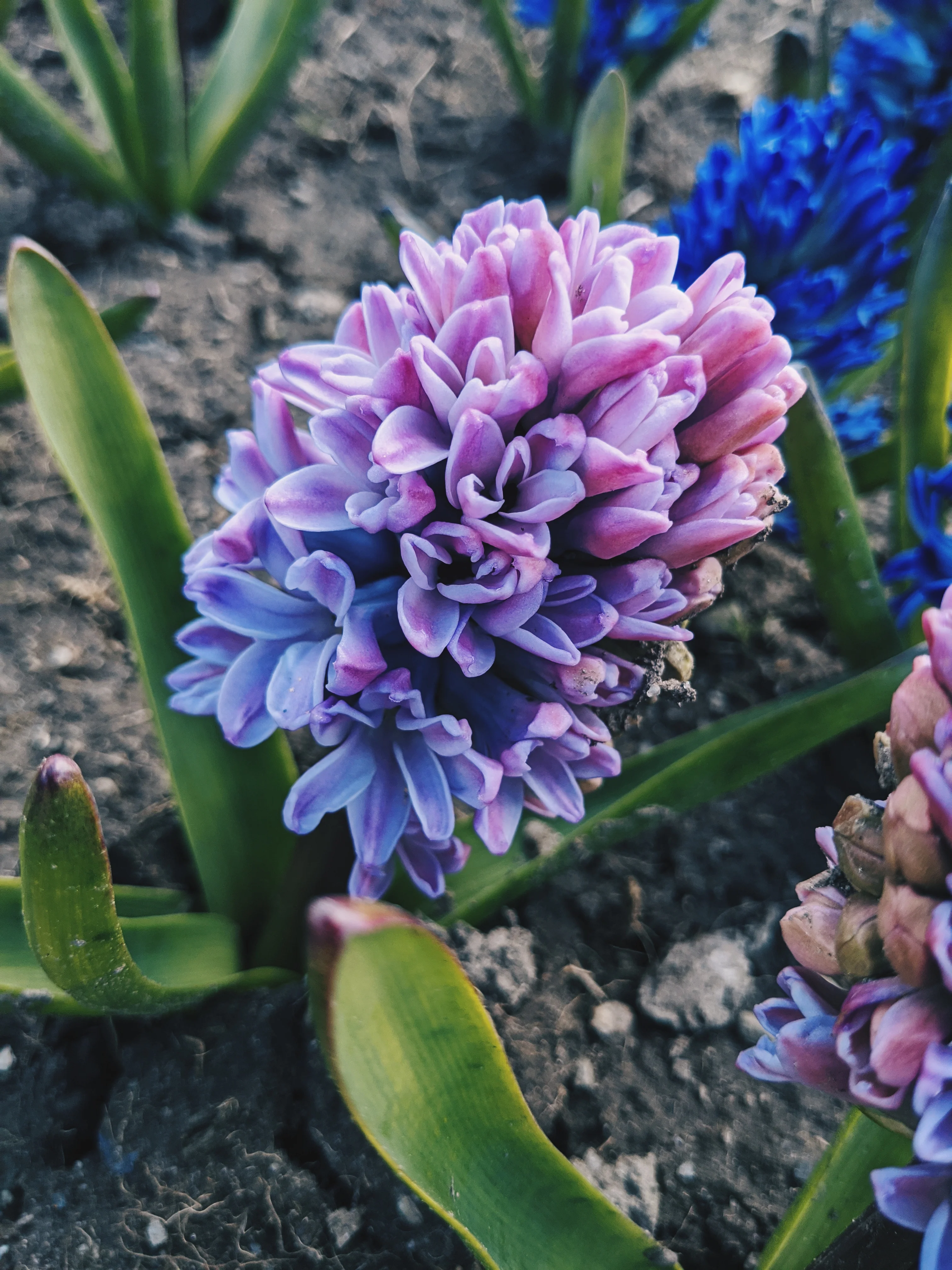 Hyacinth Enfleurage. - Image 22
