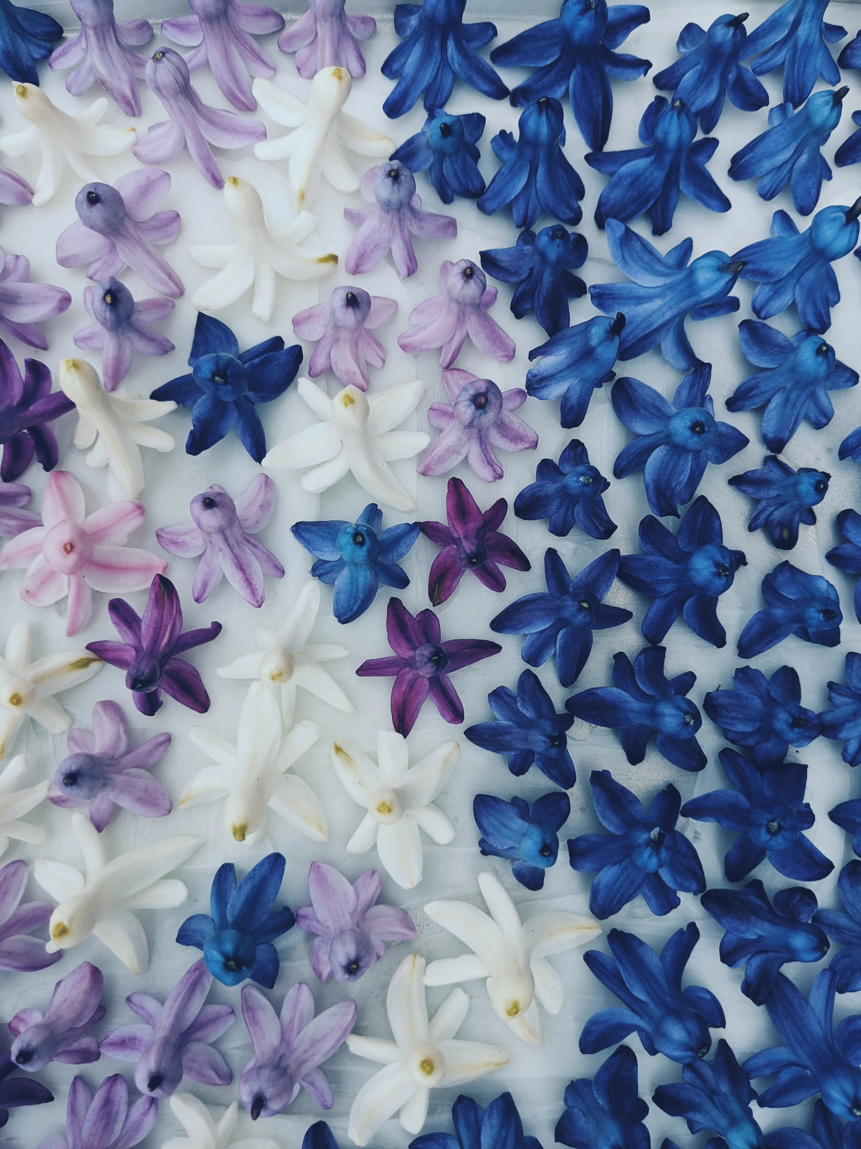 Hyacinth Enfleurage. - Image 23