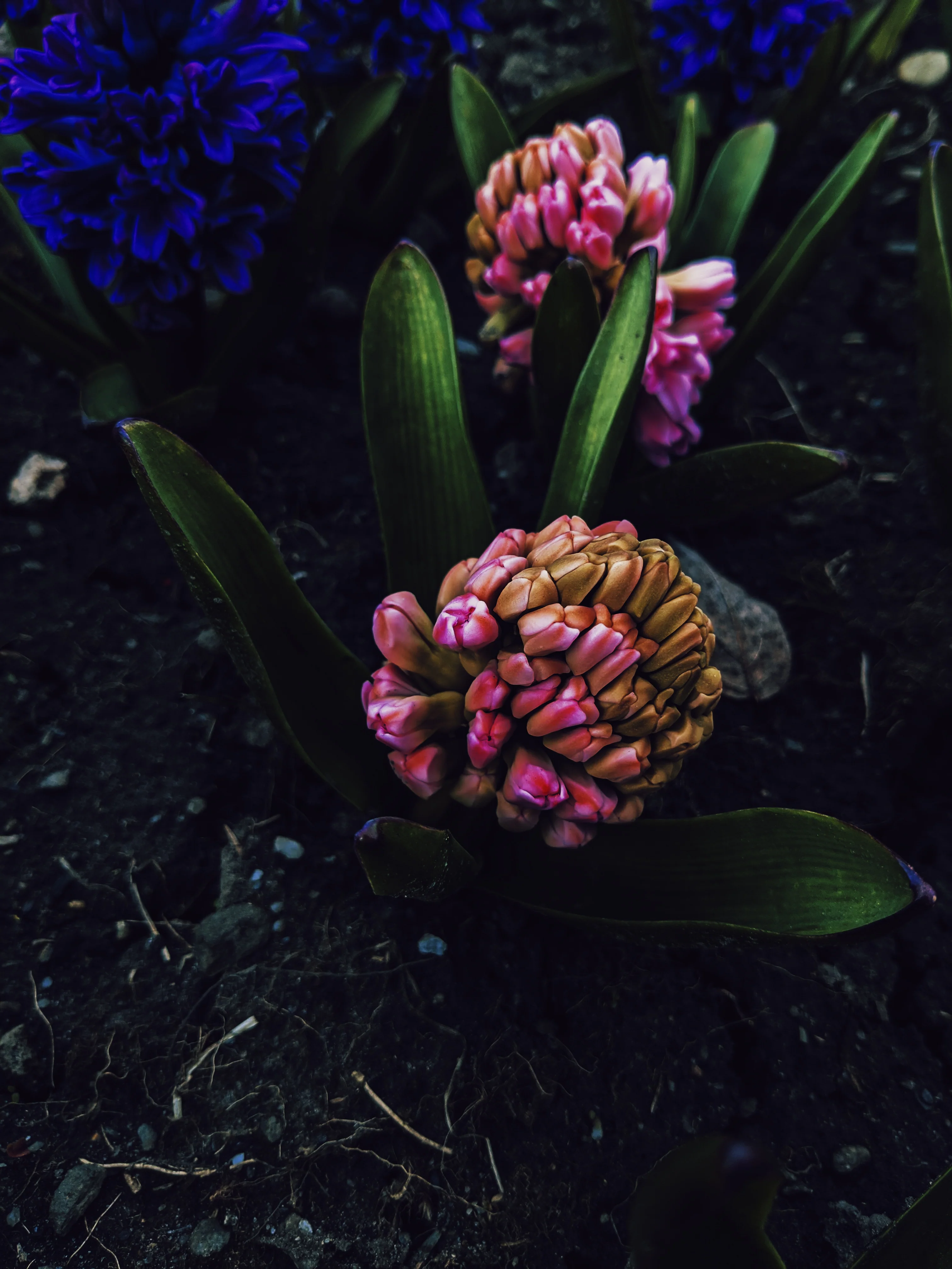 Hyacinth Enfleurage. - Image 4